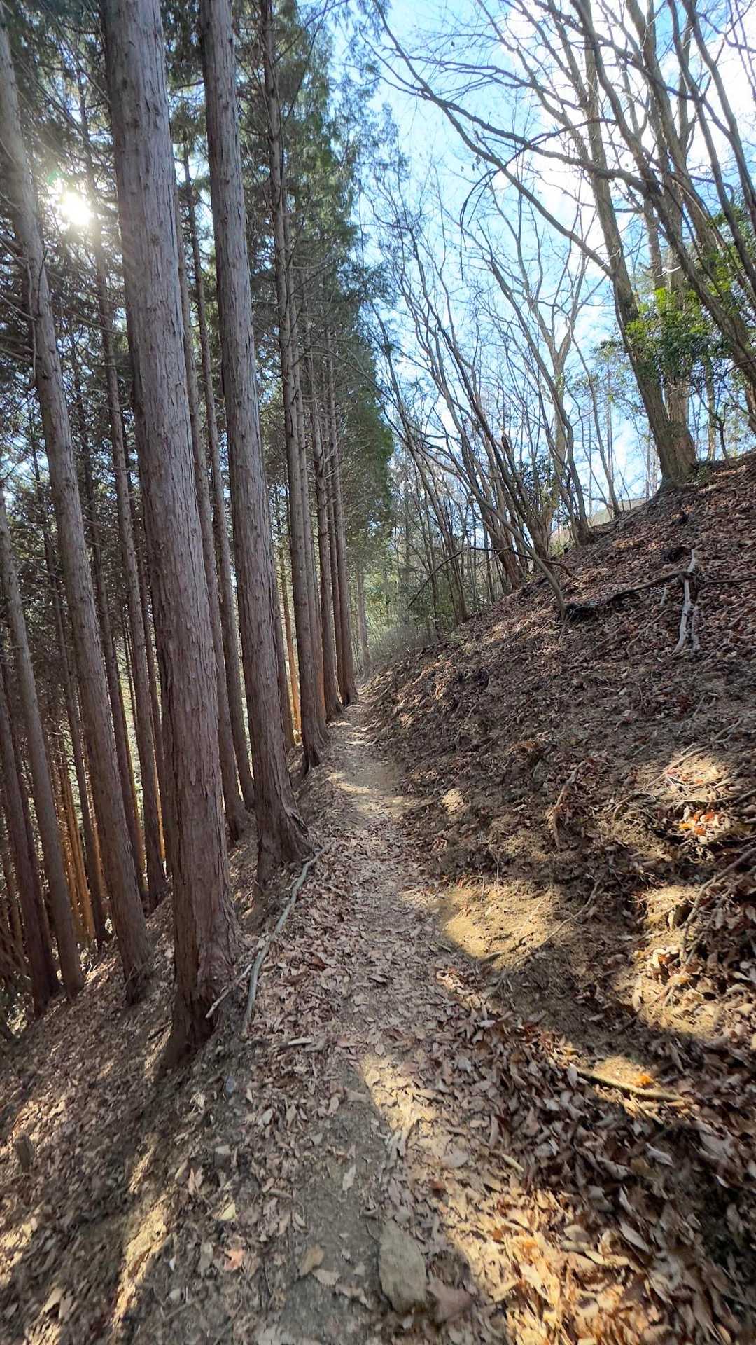 御岳山、鍋割山、大岳山 の写真 12