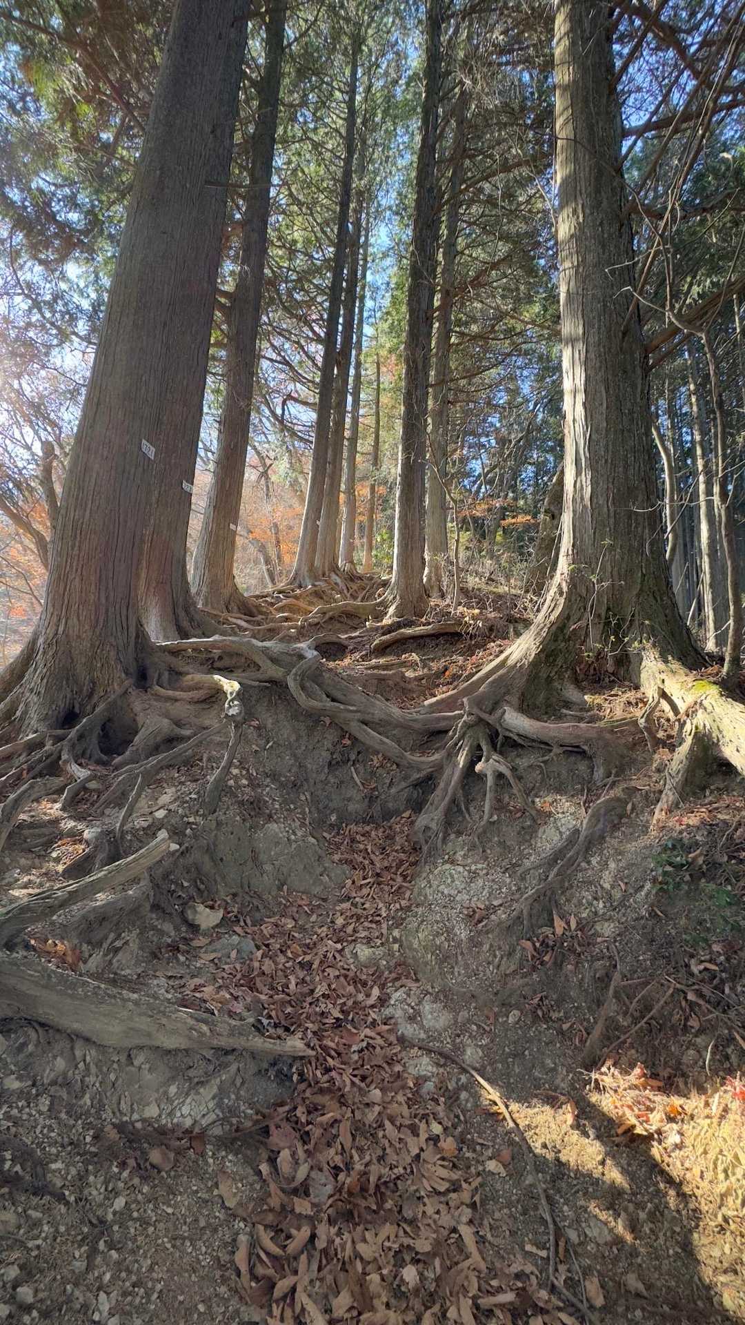 御岳山、鍋割山、大岳山 の写真 8