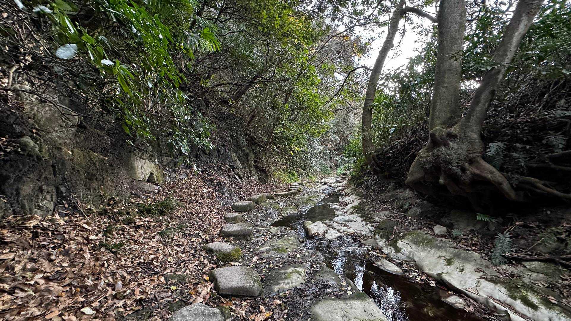 三浦富士・砲台山・武山・大楠山（大楠山・三浦富士ロングトレイル） の写真 49