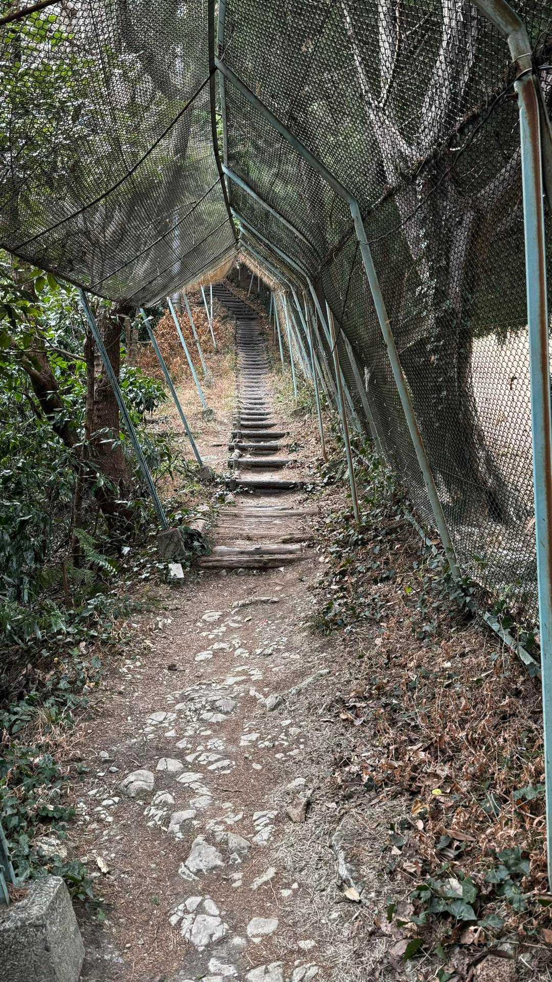 三浦富士・砲台山・武山・大楠山（大楠山・三浦富士ロングトレイル） の写真 37