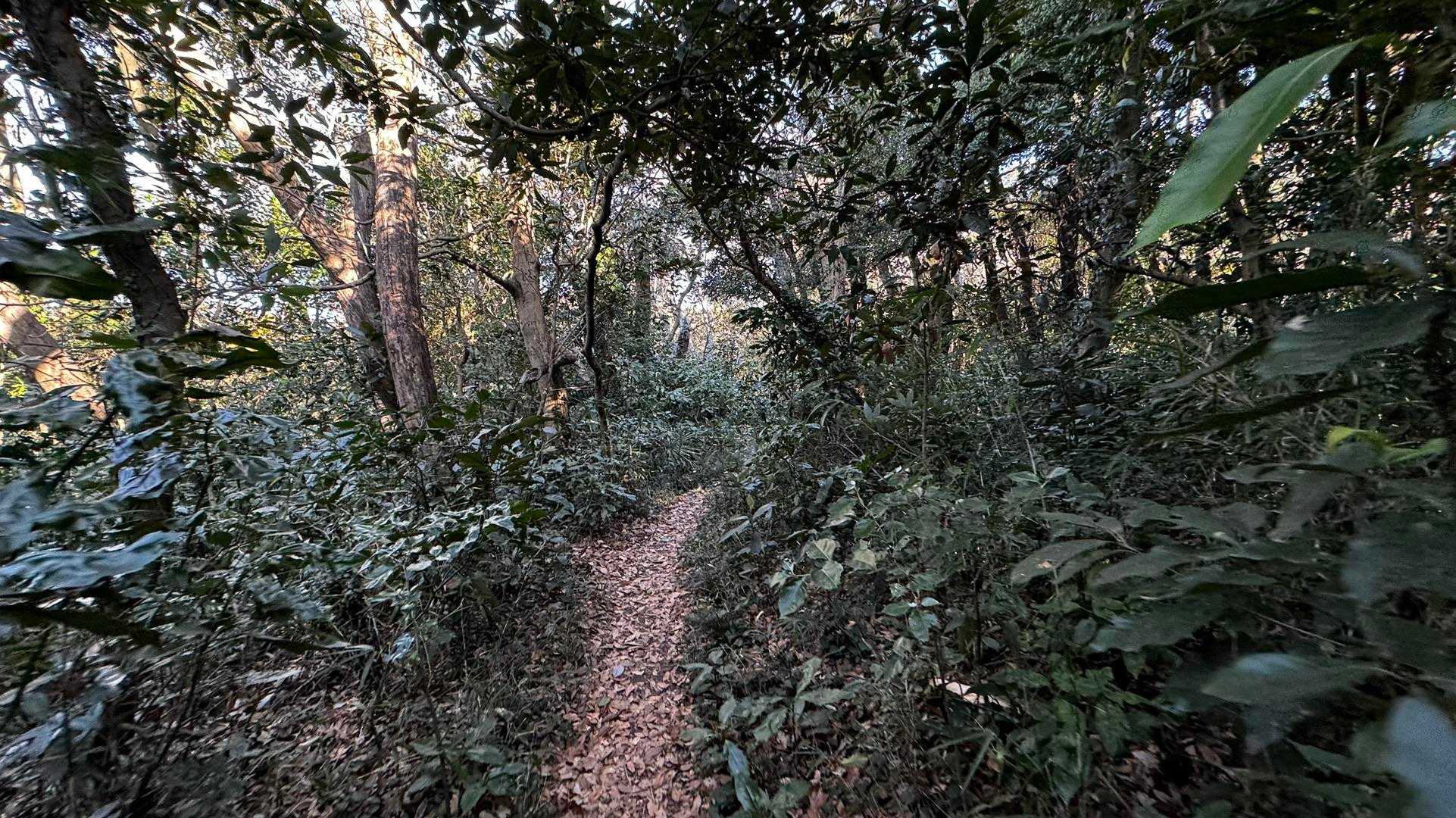 三浦富士・砲台山・武山・大楠山（大楠山・三浦富士ロングトレイル） の写真 4