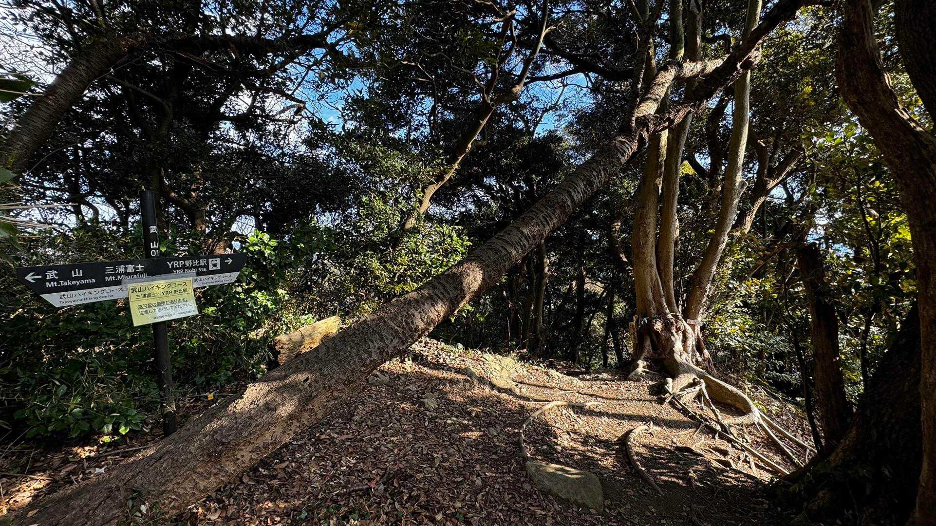三浦富士・砲台山・武山・大楠山（大楠山・三浦富士ロングトレイル） の写真 5