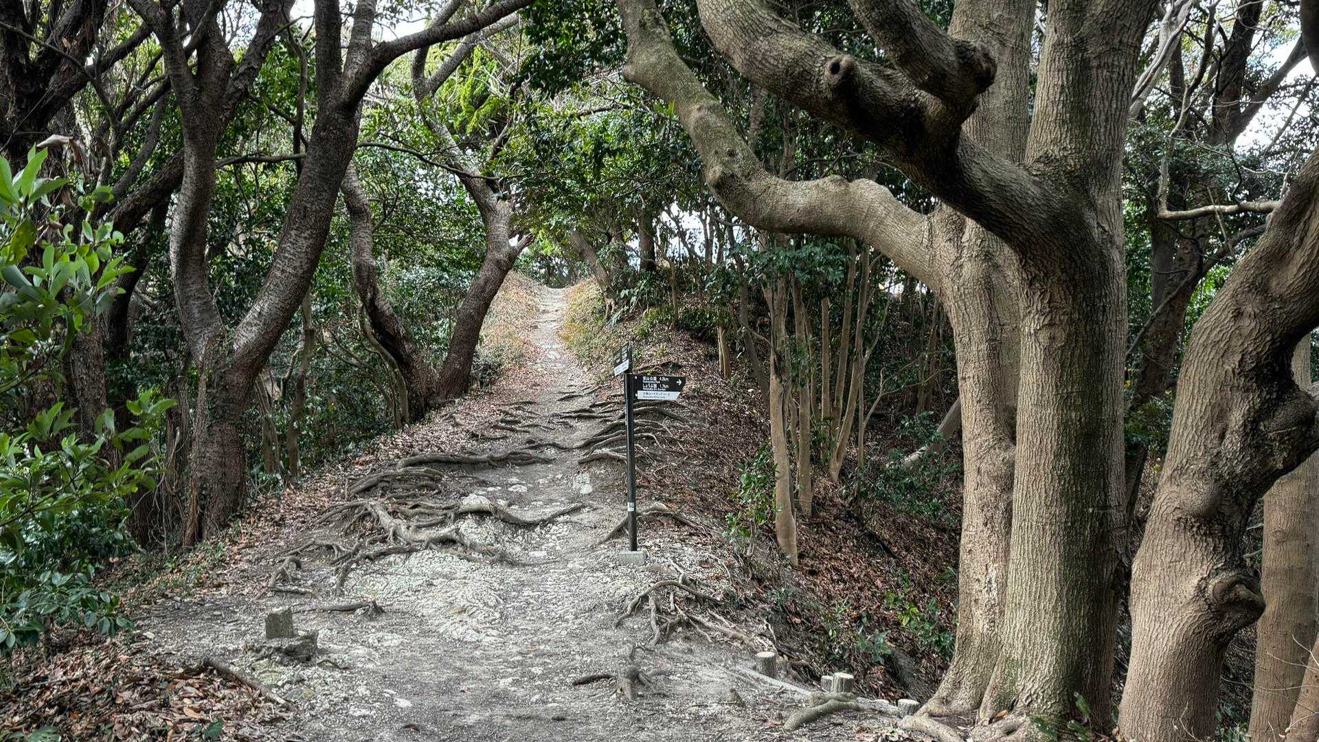 三浦富士・砲台山・武山・大楠山（大楠山・三浦富士ロングトレイル） の写真 33