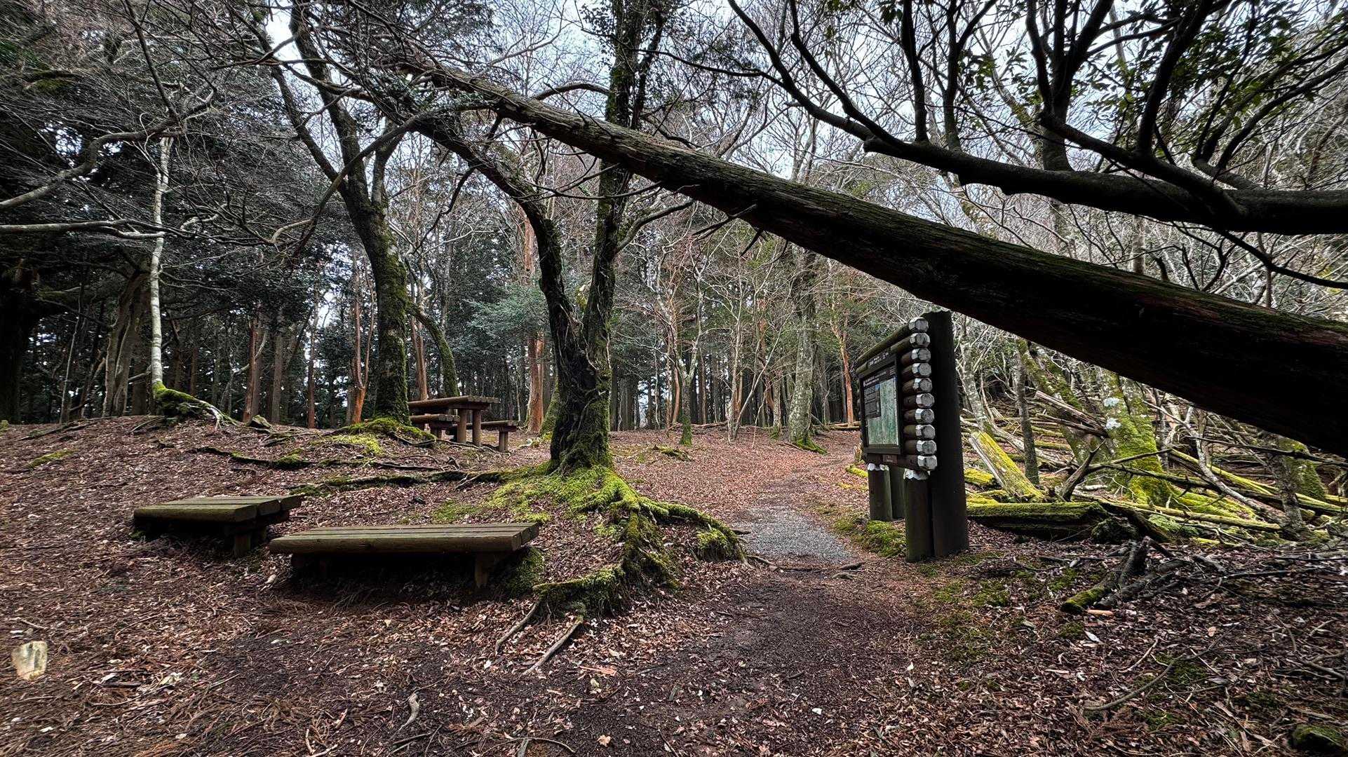 伊豆山陵線トレイル（三蓋山・水呑頭・猫越岳・後藤山・魂の山・棚場山・伽藍山・古稀山・達磨山・小達磨山） の写真 13