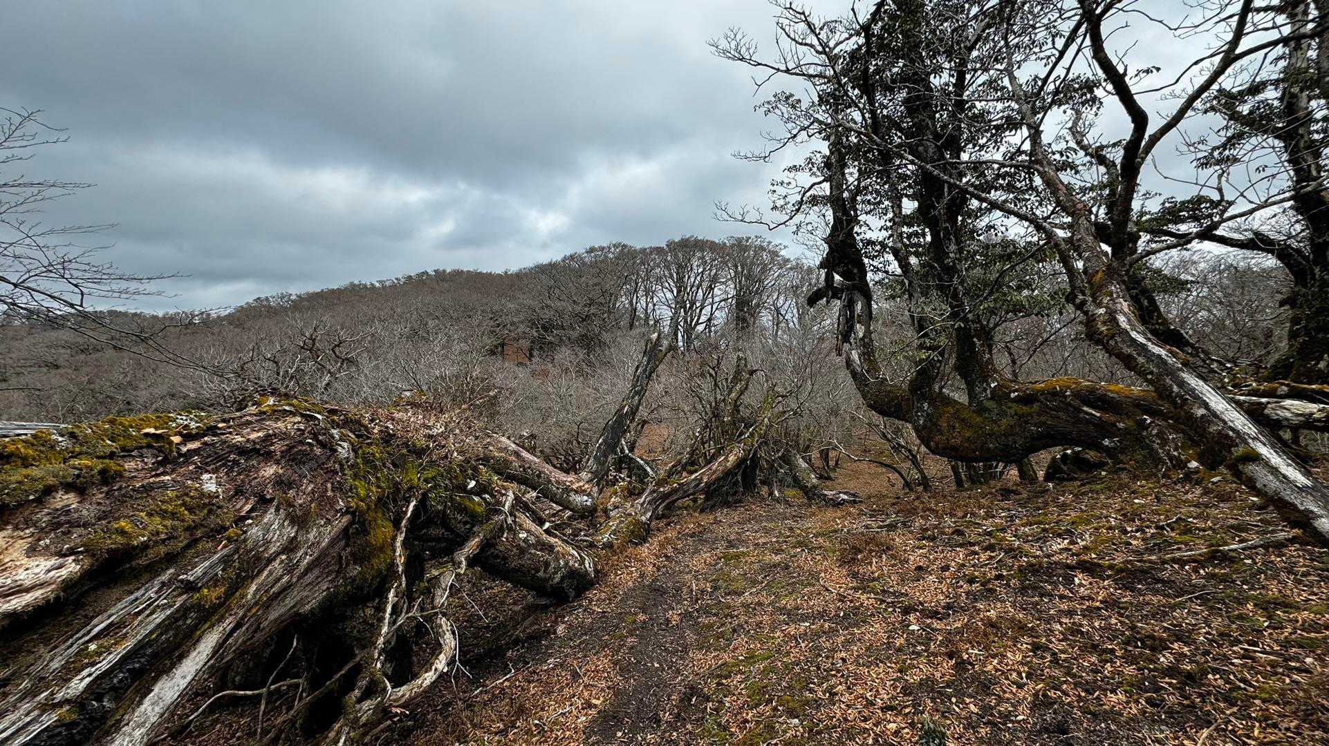 伊豆山陵線トレイル（三蓋山・水呑頭・猫越岳・後藤山・魂の山・棚場山・伽藍山・古稀山・達磨山・小達磨山） の写真 17
