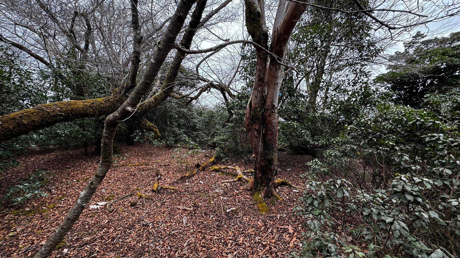 伊豆山陵線トレイル（三蓋山・水呑頭・猫越岳・後藤山・魂の山・棚場山・伽藍山・古稀山・達磨山・小達磨山） の写真 18