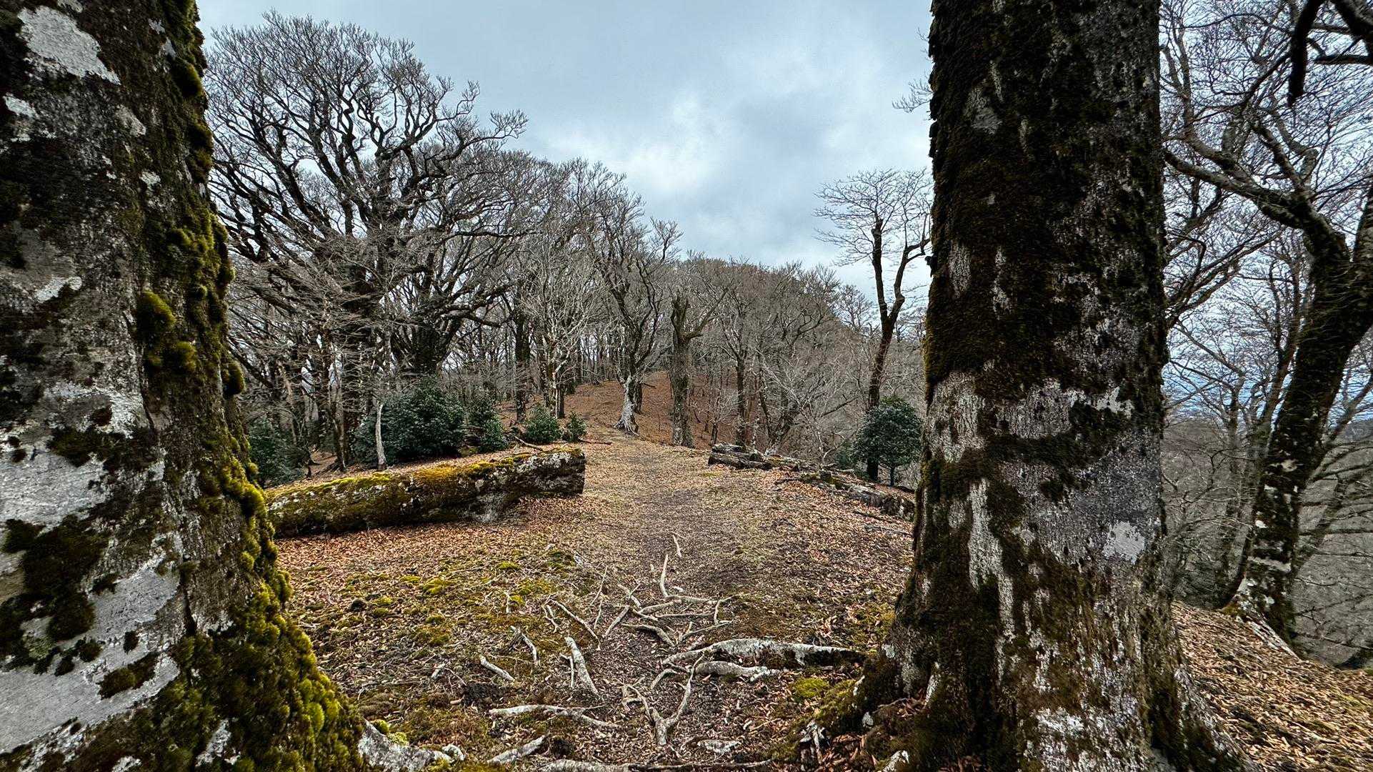 伊豆山陵線トレイル（三蓋山・水呑頭・猫越岳・後藤山・魂の山・棚場山・伽藍山・古稀山・達磨山・小達磨山） の写真 21