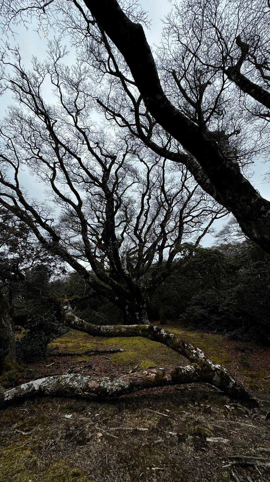 伊豆山陵線トレイル（三蓋山・水呑頭・猫越岳・後藤山・魂の山・棚場山・伽藍山・古稀山・達磨山・小達磨山） の写真 23