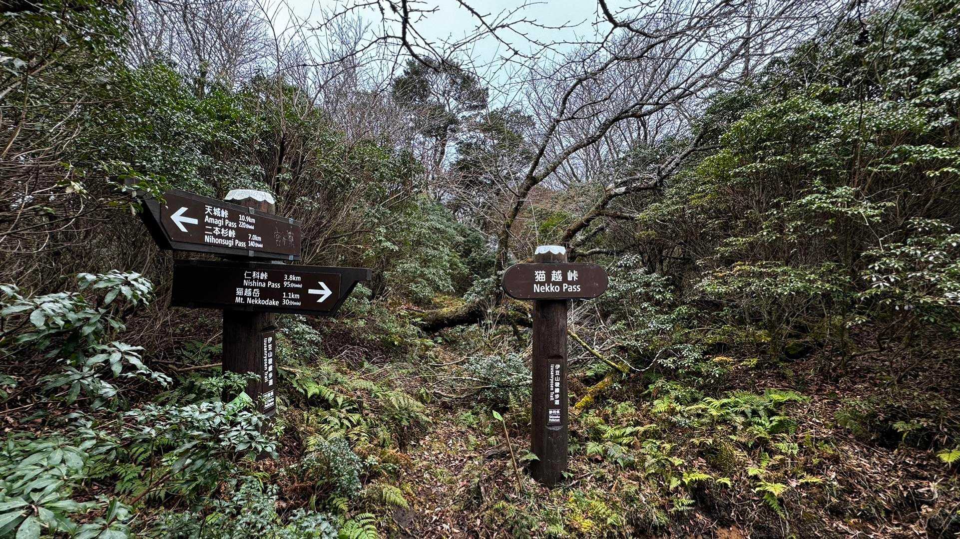 伊豆山陵線トレイル（三蓋山・水呑頭・猫越岳・後藤山・魂の山・棚場山・伽藍山・古稀山・達磨山・小達磨山） の写真 24