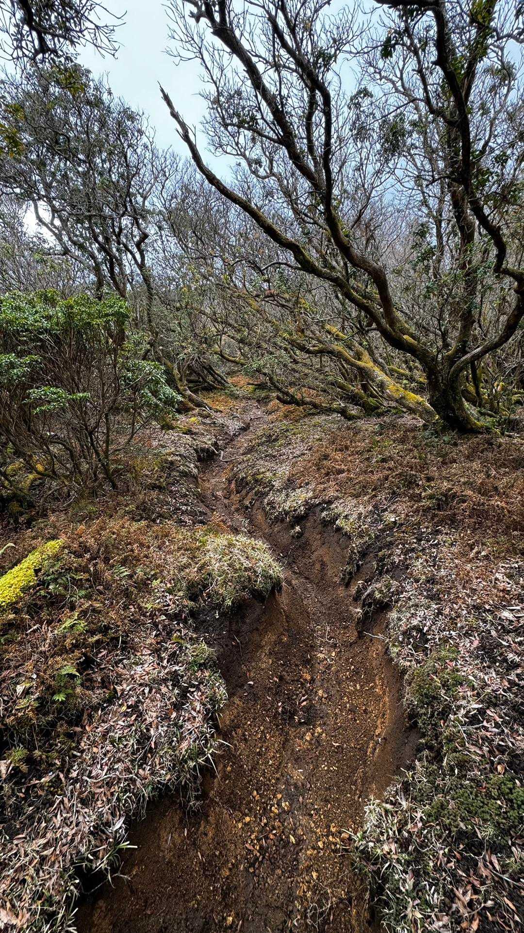 伊豆山陵線トレイル（三蓋山・水呑頭・猫越岳・後藤山・魂の山・棚場山・伽藍山・古稀山・達磨山・小達磨山） の写真 25