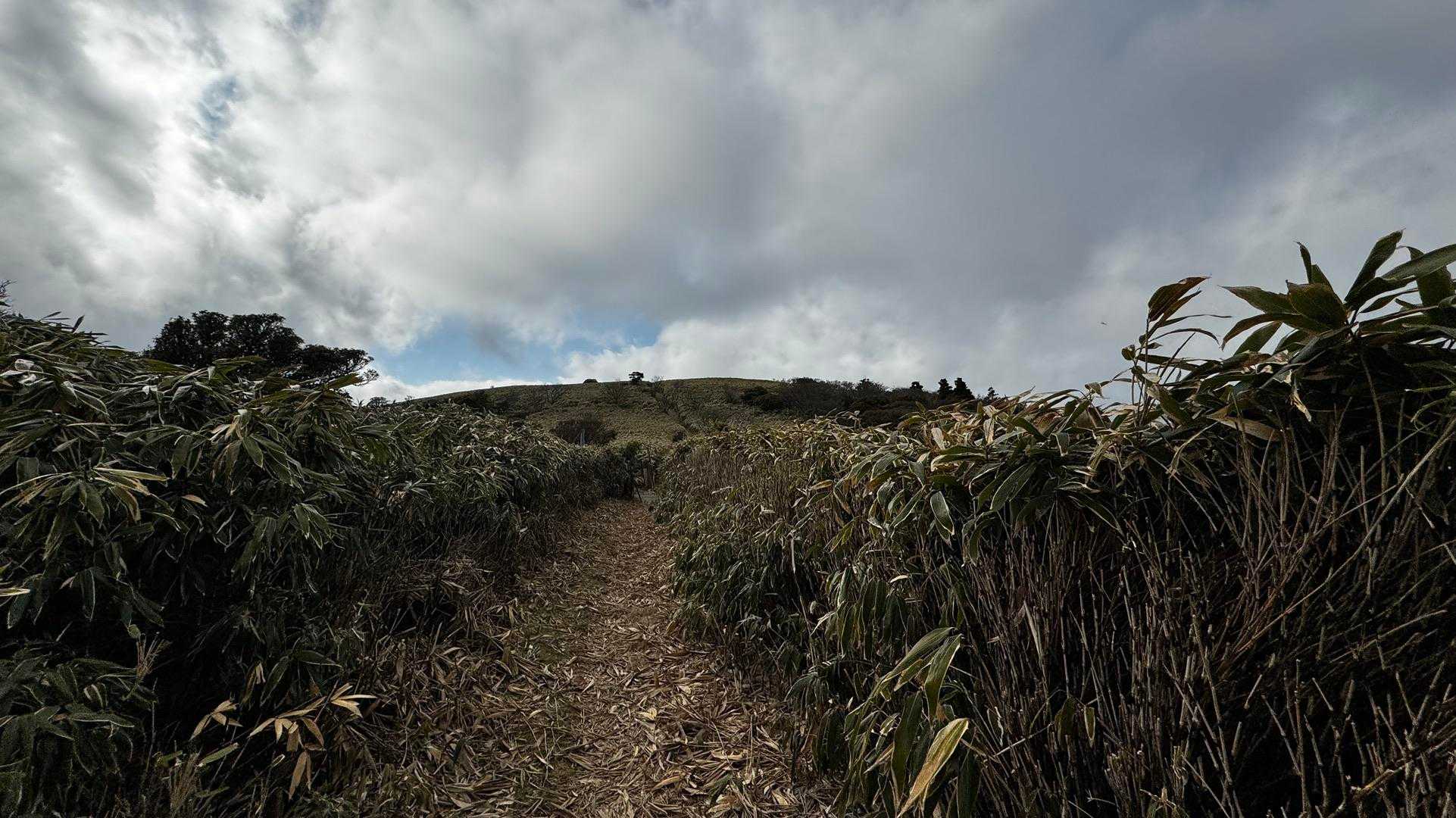 伊豆山陵線トレイル（三蓋山・水呑頭・猫越岳・後藤山・魂の山・棚場山・伽藍山・古稀山・達磨山・小達磨山） の写真 36