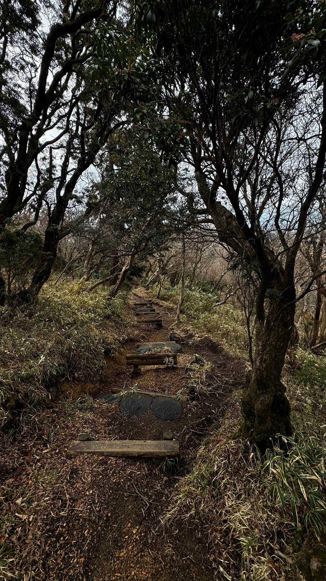 伊豆山陵線トレイル（三蓋山・水呑頭・猫越岳・後藤山・魂の山・棚場山・伽藍山・古稀山・達磨山・小達磨山） の写真 34