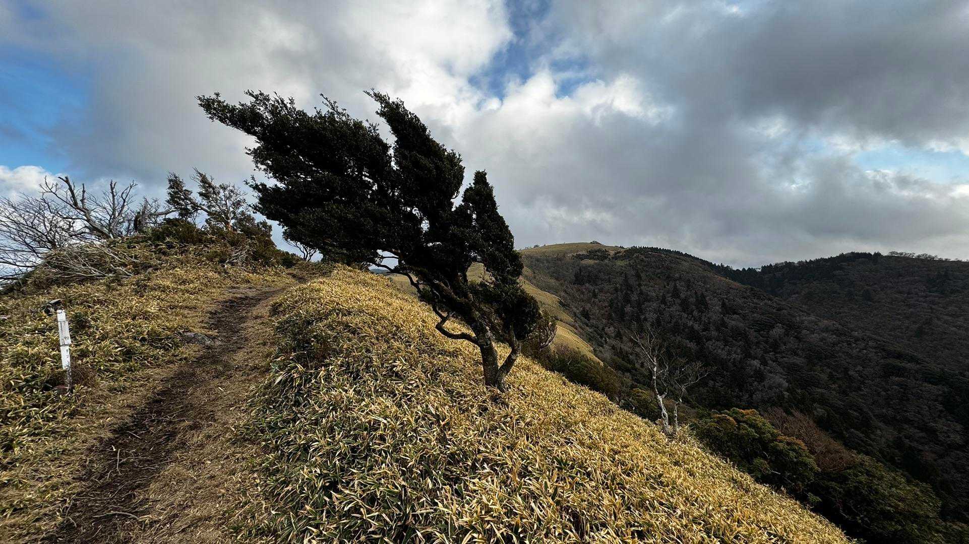 伊豆山陵線トレイル（三蓋山・水呑頭・猫越岳・後藤山・魂の山・棚場山・伽藍山・古稀山・達磨山・小達磨山） の写真 53