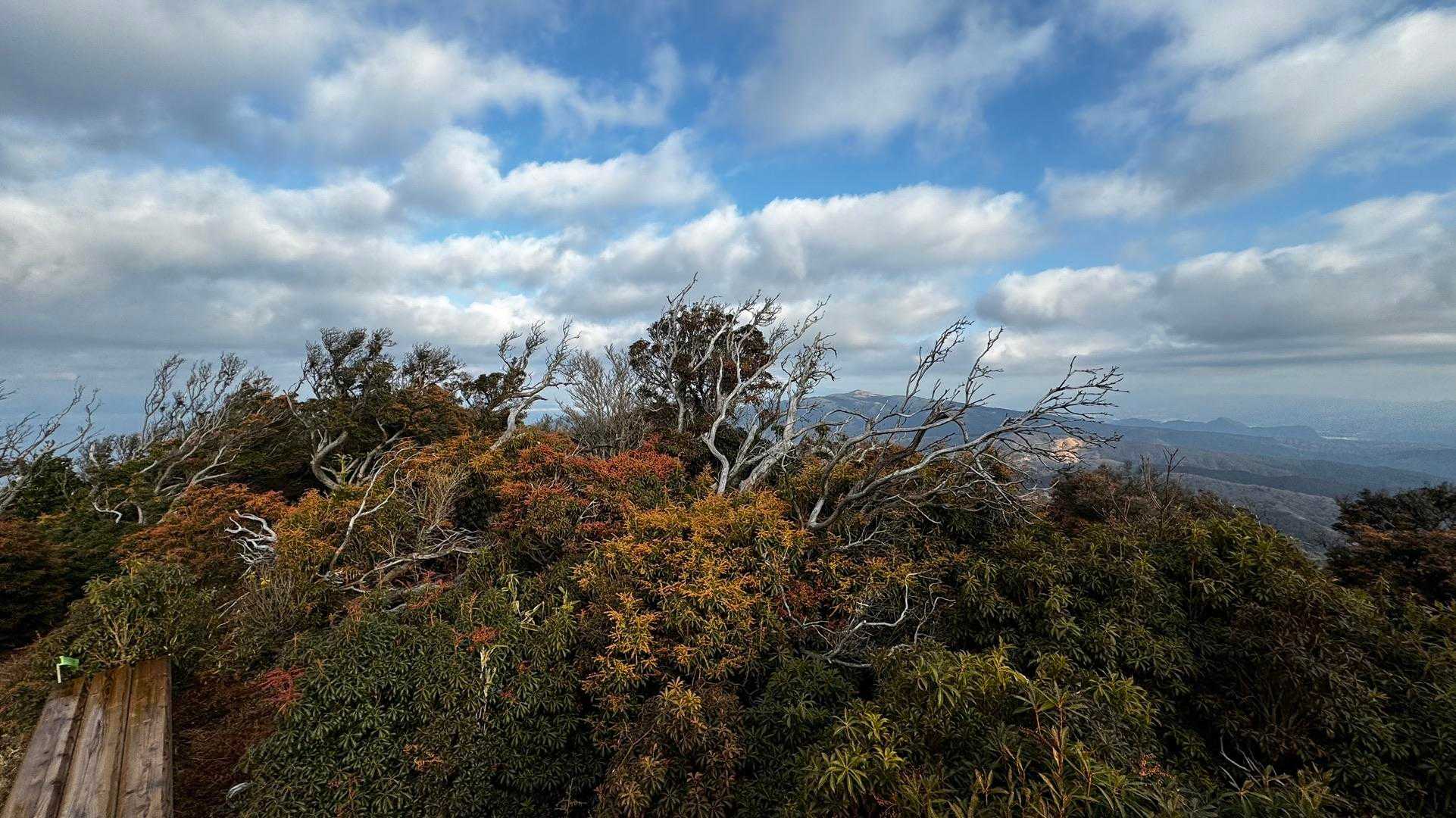 伊豆山陵線トレイル（三蓋山・水呑頭・猫越岳・後藤山・魂の山・棚場山・伽藍山・古稀山・達磨山・小達磨山） の写真 63