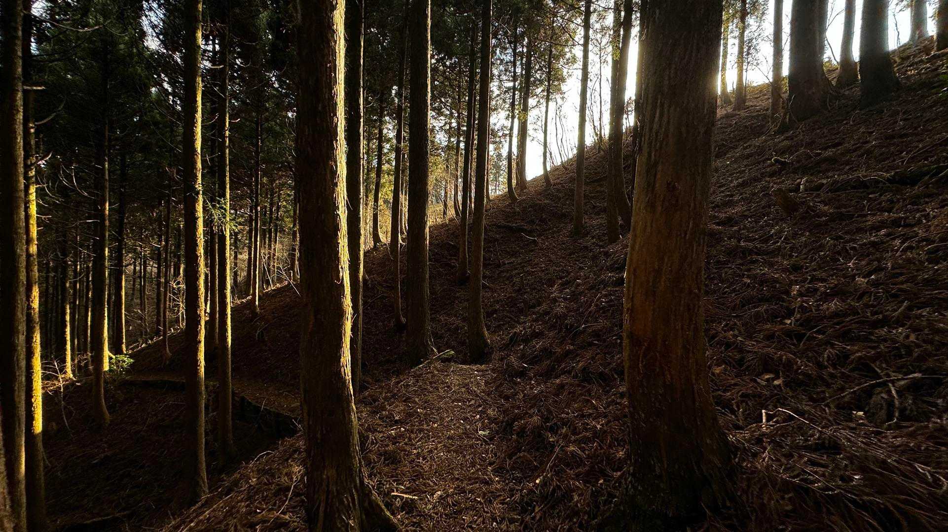 伊豆山陵線トレイル（三蓋山・水呑頭・猫越岳・後藤山・魂の山・棚場山・伽藍山・古稀山・達磨山・小達磨山） の写真 65