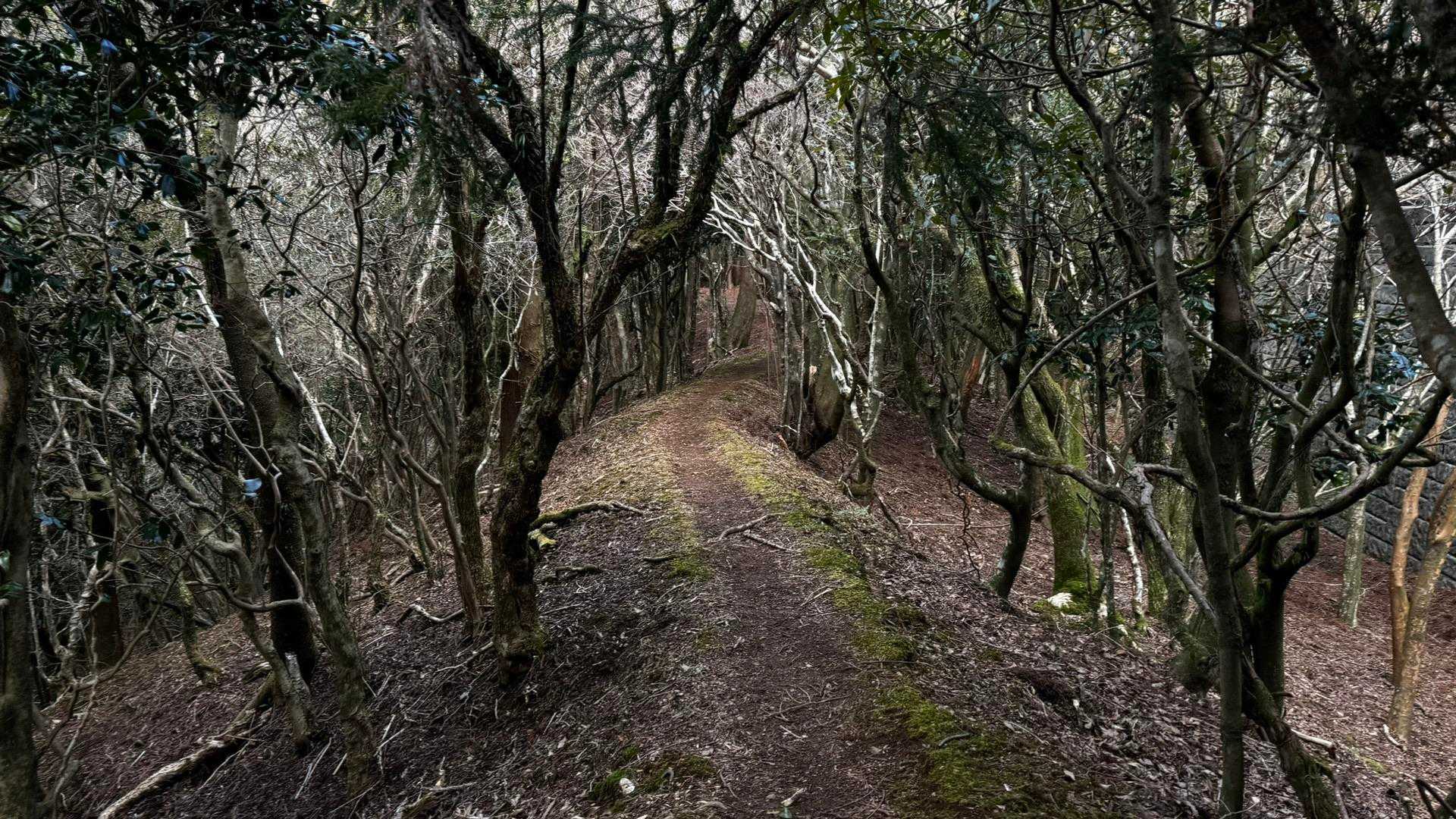 伊豆山陵線トレイル（三蓋山・水呑頭・猫越岳・後藤山・魂の山・棚場山・伽藍山・古稀山・達磨山・小達磨山） の写真 69