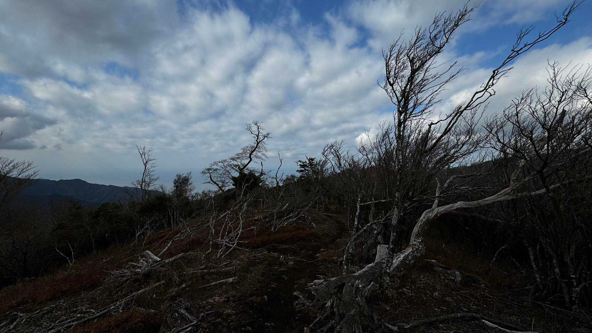 伊豆山陵線トレイル（三蓋山・水呑頭・猫越岳・後藤山・魂の山・棚場山・伽藍山・古稀山・達磨山・小達磨山） の写真 72