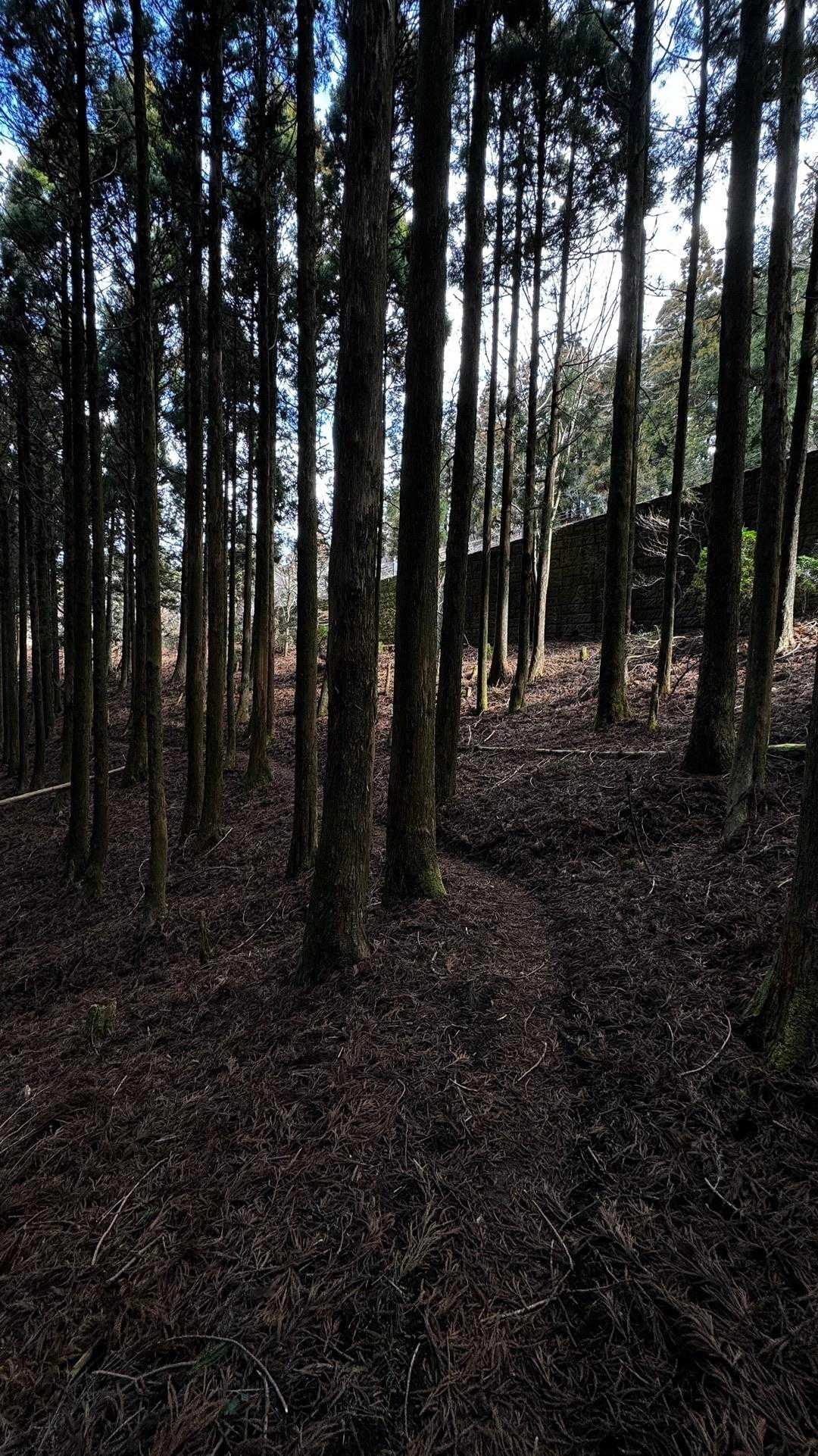 伊豆山陵線トレイル（三蓋山・水呑頭・猫越岳・後藤山・魂の山・棚場山・伽藍山・古稀山・達磨山・小達磨山） の写真 73