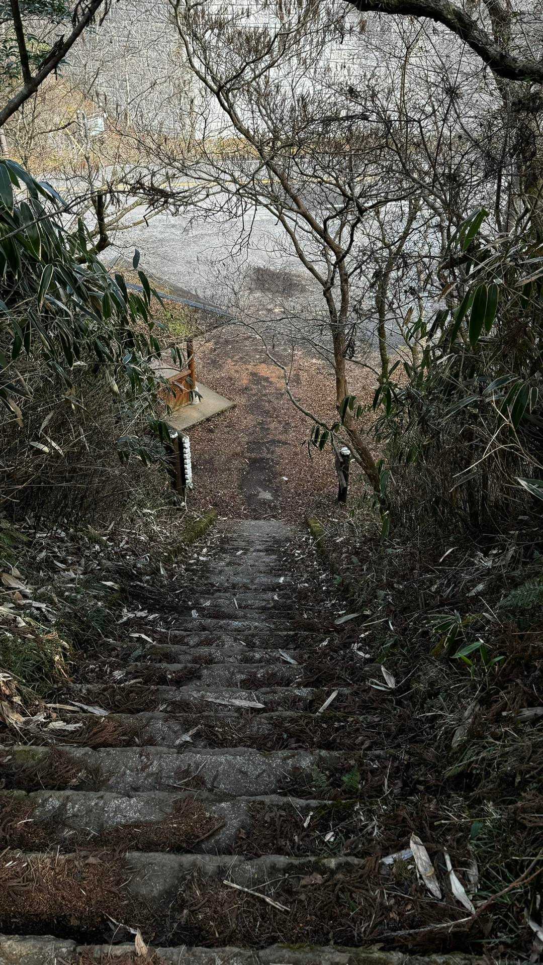 伊豆山陵線トレイル（三蓋山・水呑頭・猫越岳・後藤山・魂の山・棚場山・伽藍山・古稀山・達磨山・小達磨山） の写真 76