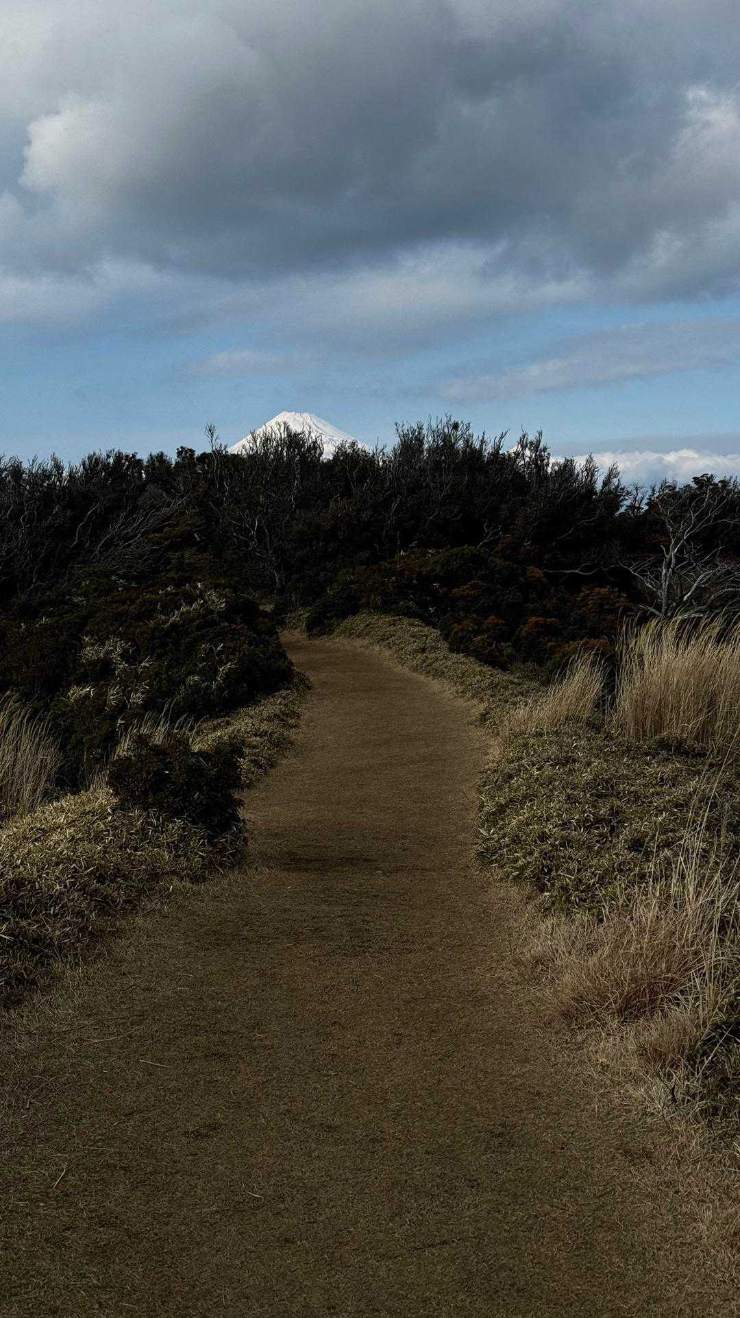 伊豆山陵線トレイル（三蓋山・水呑頭・猫越岳・後藤山・魂の山・棚場山・伽藍山・古稀山・達磨山・小達磨山） の写真 85