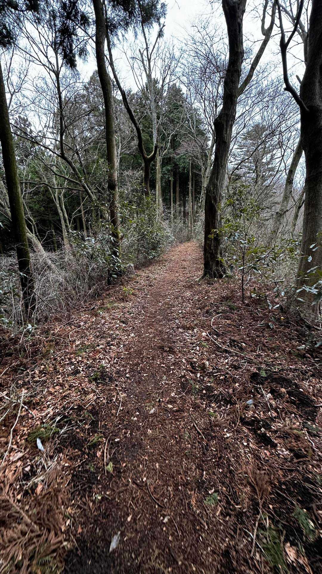 大山（ヤビツ峠〜大山〜鶴巻温泉）縦走 の写真 37
