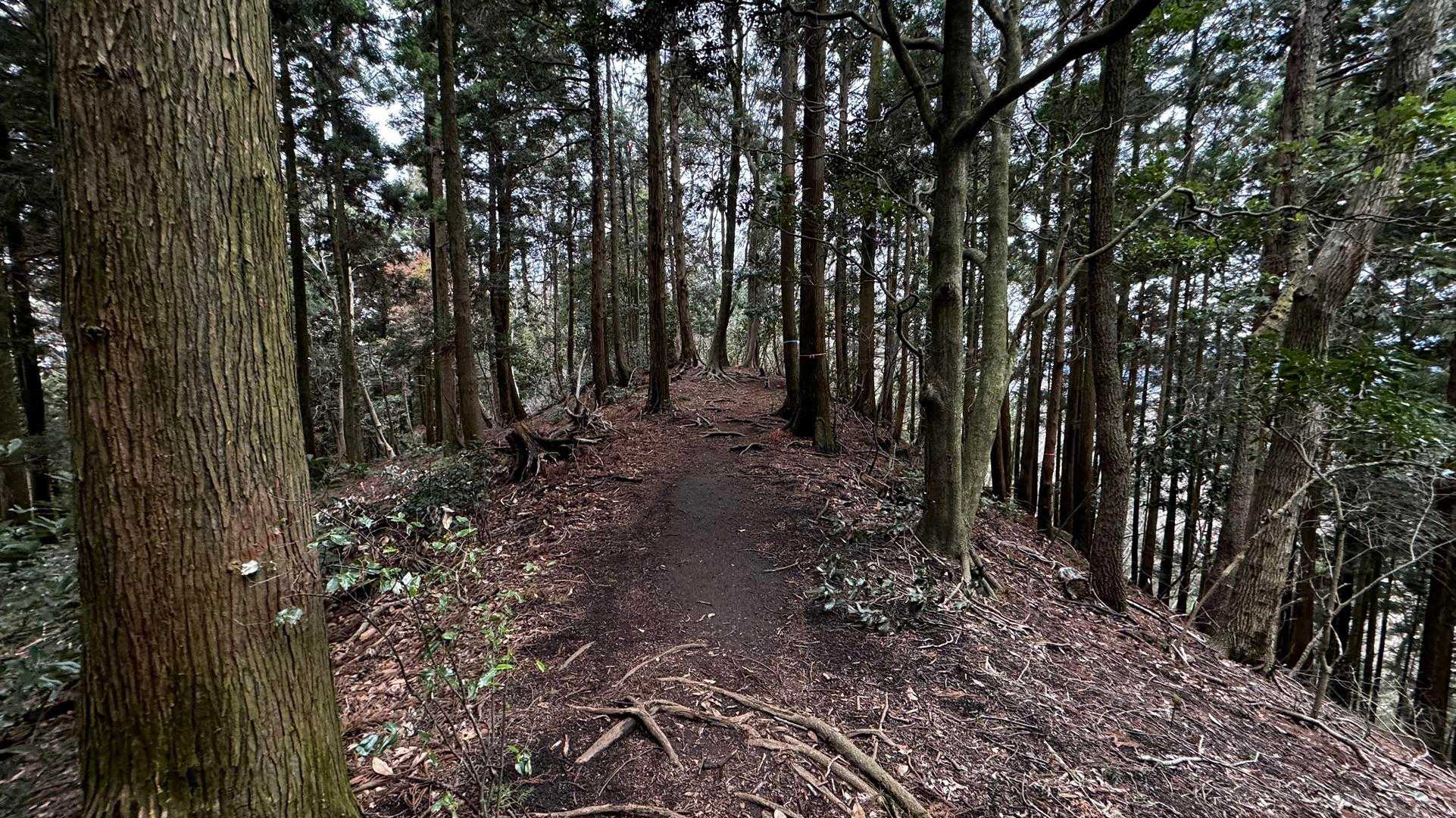 大山（ヤビツ峠〜大山〜鶴巻温泉）縦走 の写真 39
