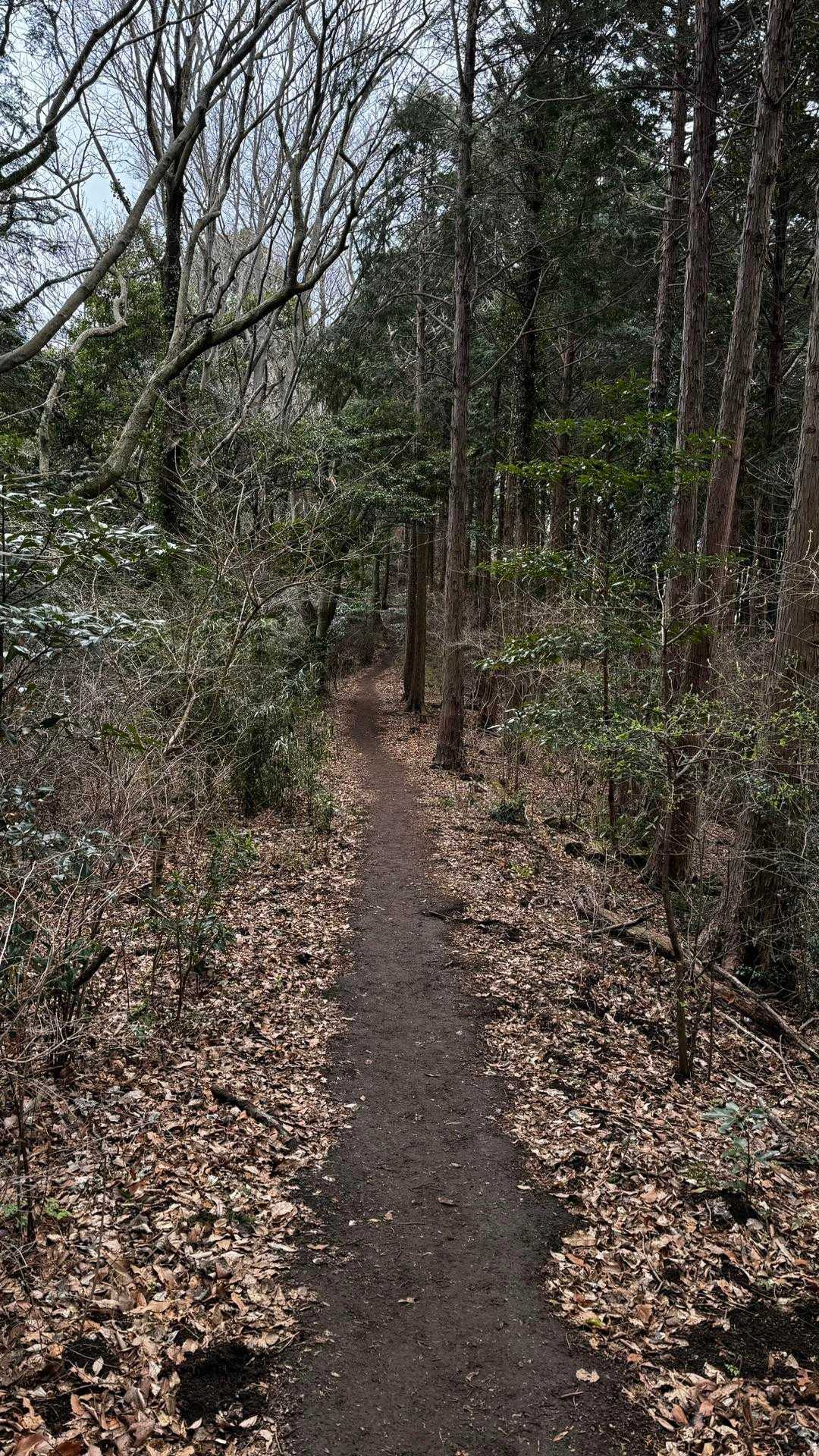 大山（ヤビツ峠〜大山〜鶴巻温泉）縦走 の写真 43
