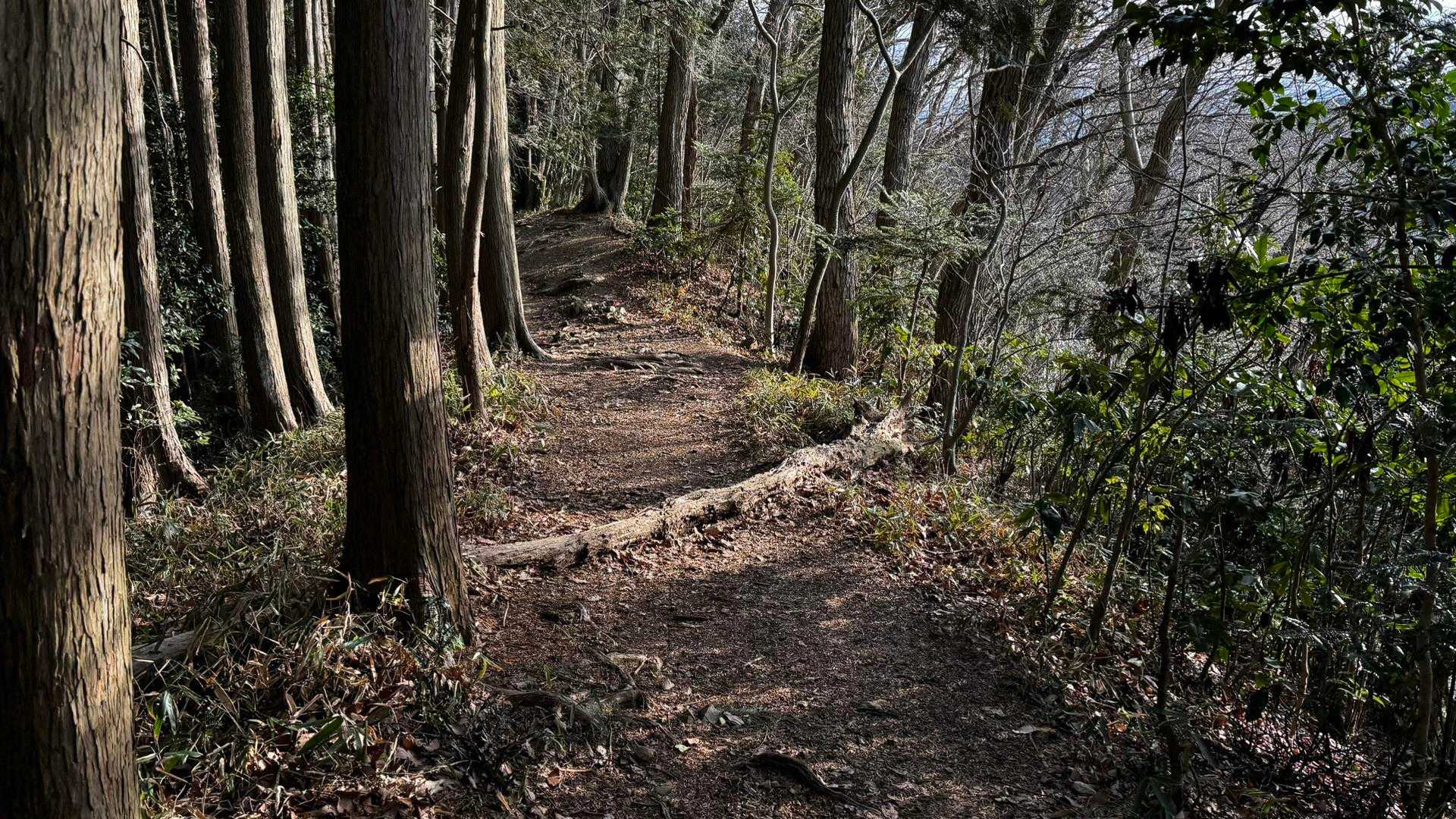 奥高尾〜裏高尾縦走（陣馬山・堂所山・富士見台・駒木野） の写真 62
