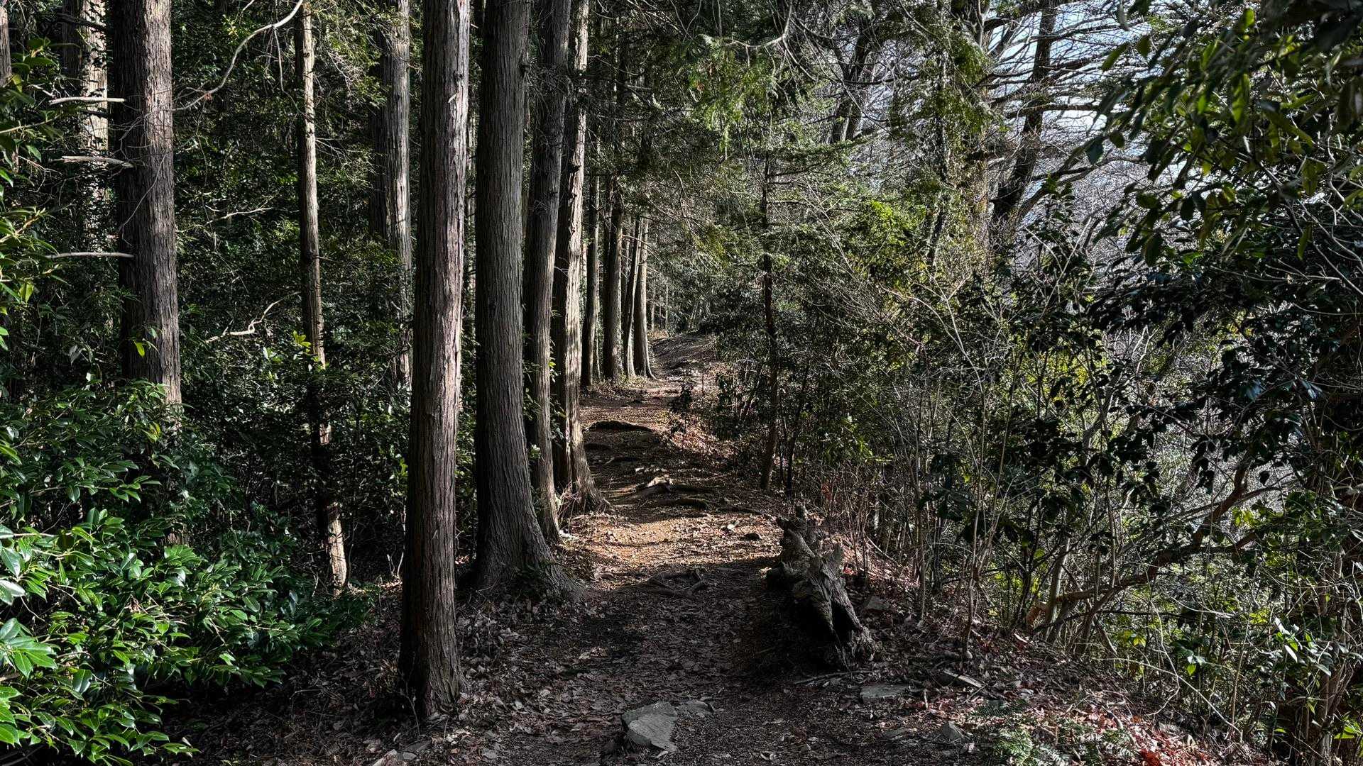 奥高尾〜裏高尾縦走（陣馬山・堂所山・富士見台・駒木野） の写真 61