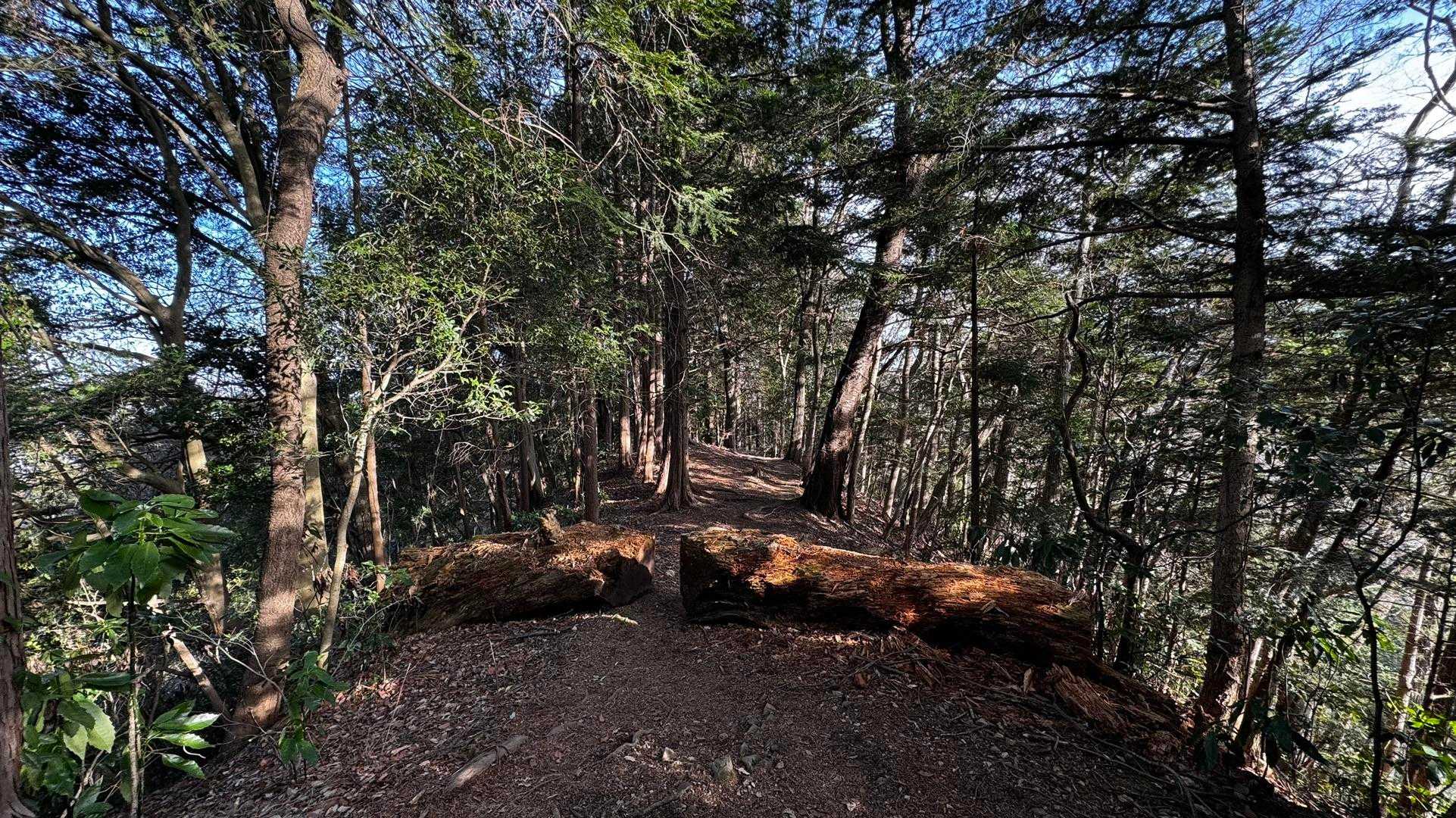 奥高尾〜裏高尾縦走（陣馬山・堂所山・富士見台・駒木野） の写真 60