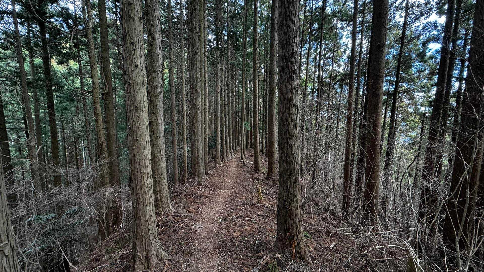 奥高尾〜裏高尾縦走（陣馬山・堂所山・富士見台・駒木野） の写真 48