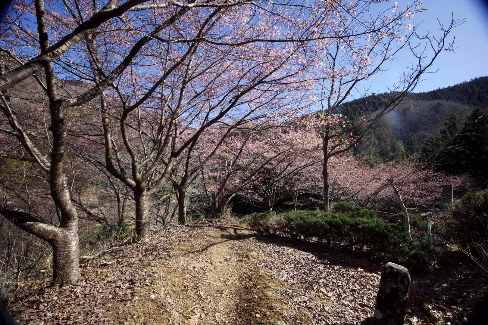 奥高尾〜裏高尾縦走（陣馬山・堂所山・富士見台・駒木野） の写真 6