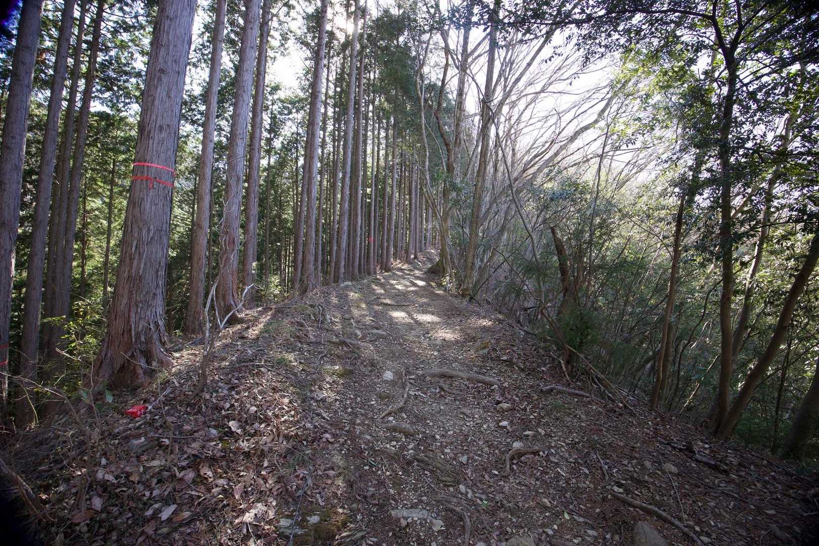 奥高尾〜裏高尾縦走（陣馬山・堂所山・富士見台・駒木野） の写真 9