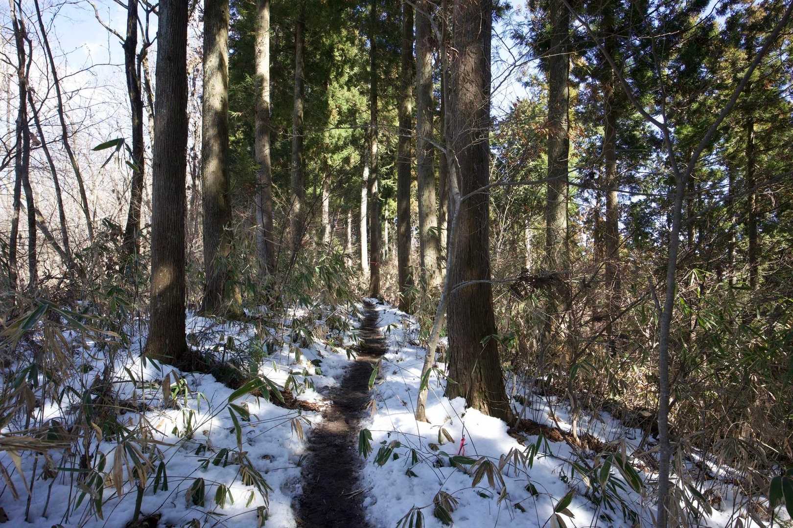 奥高尾〜裏高尾縦走（陣馬山・堂所山・富士見台・駒木野） の写真 33