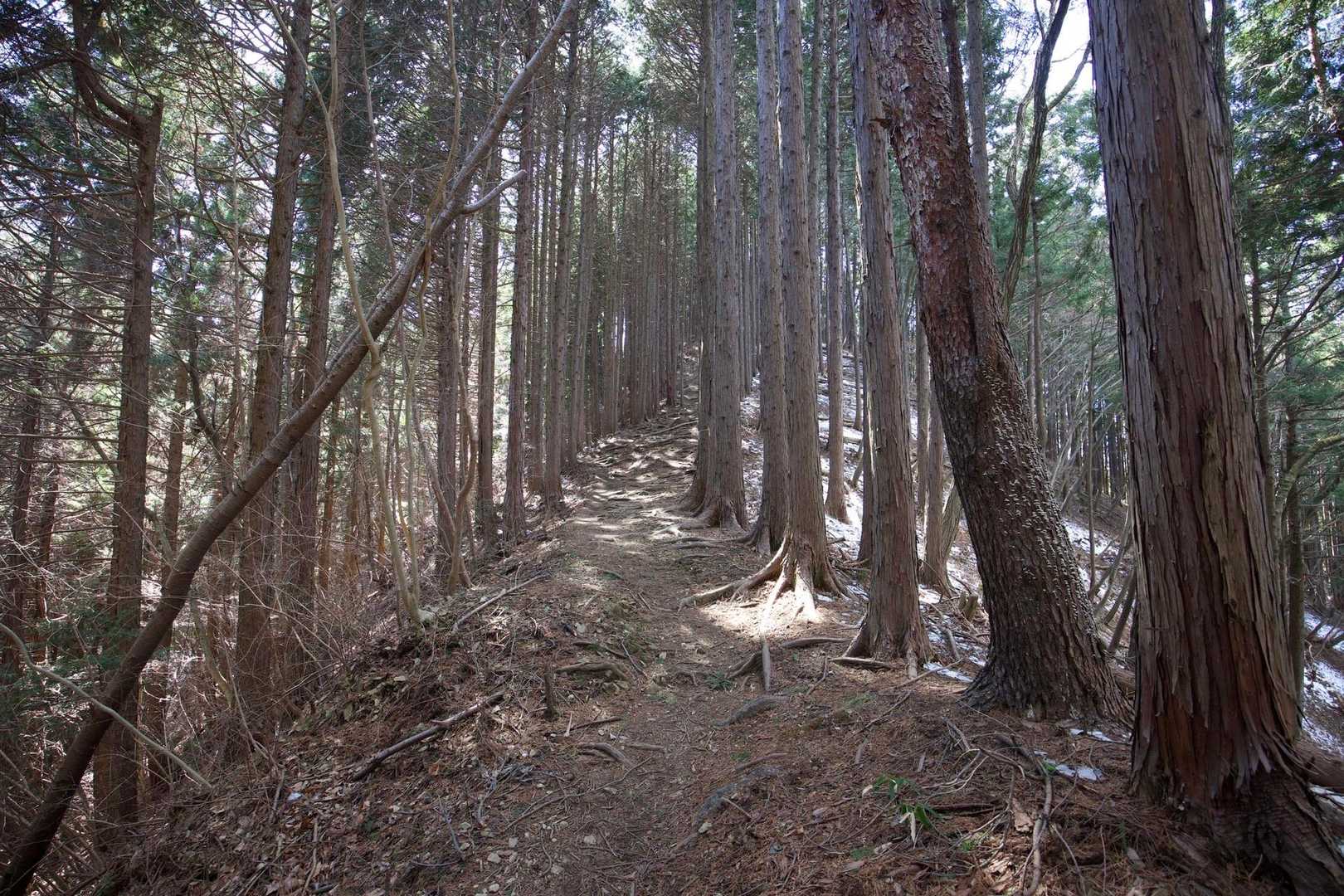 奥高尾〜裏高尾縦走（陣馬山・堂所山・富士見台・駒木野） の写真 36