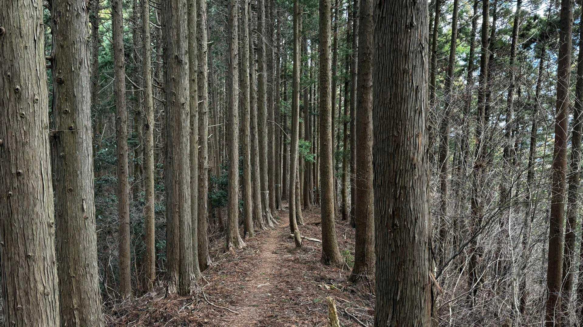 奥高尾〜裏高尾縦走（陣馬山・堂所山・富士見台・駒木野） の写真 47