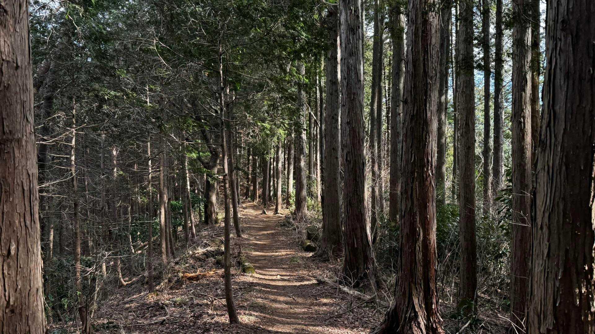 奥高尾〜裏高尾縦走（陣馬山・堂所山・富士見台・駒木野） の写真 50