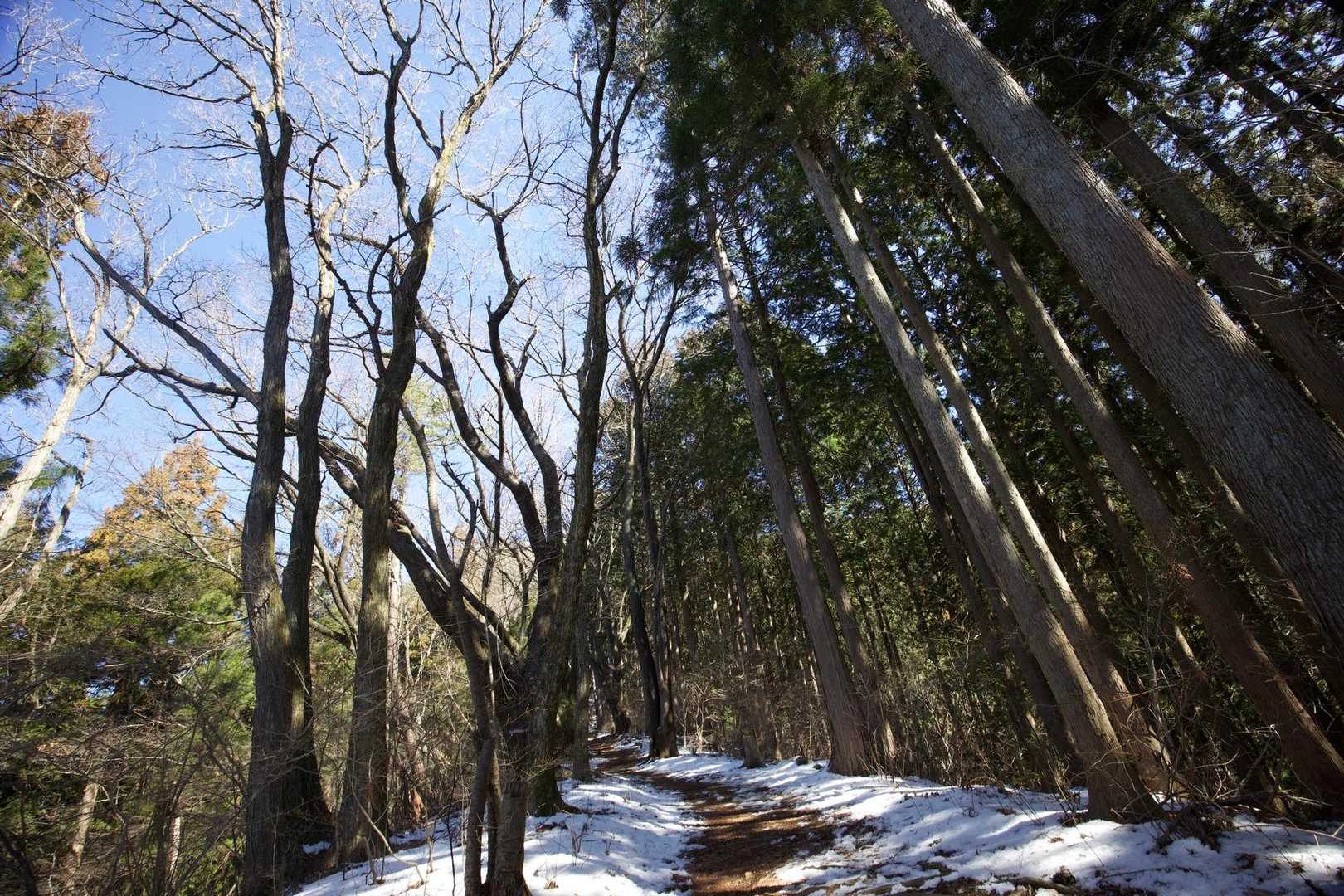 奥高尾〜裏高尾縦走（陣馬山・堂所山・富士見台・駒木野） の写真 16