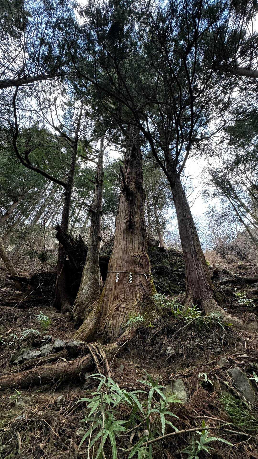 岩茸石山・棒ノ折山縦走 の写真 23