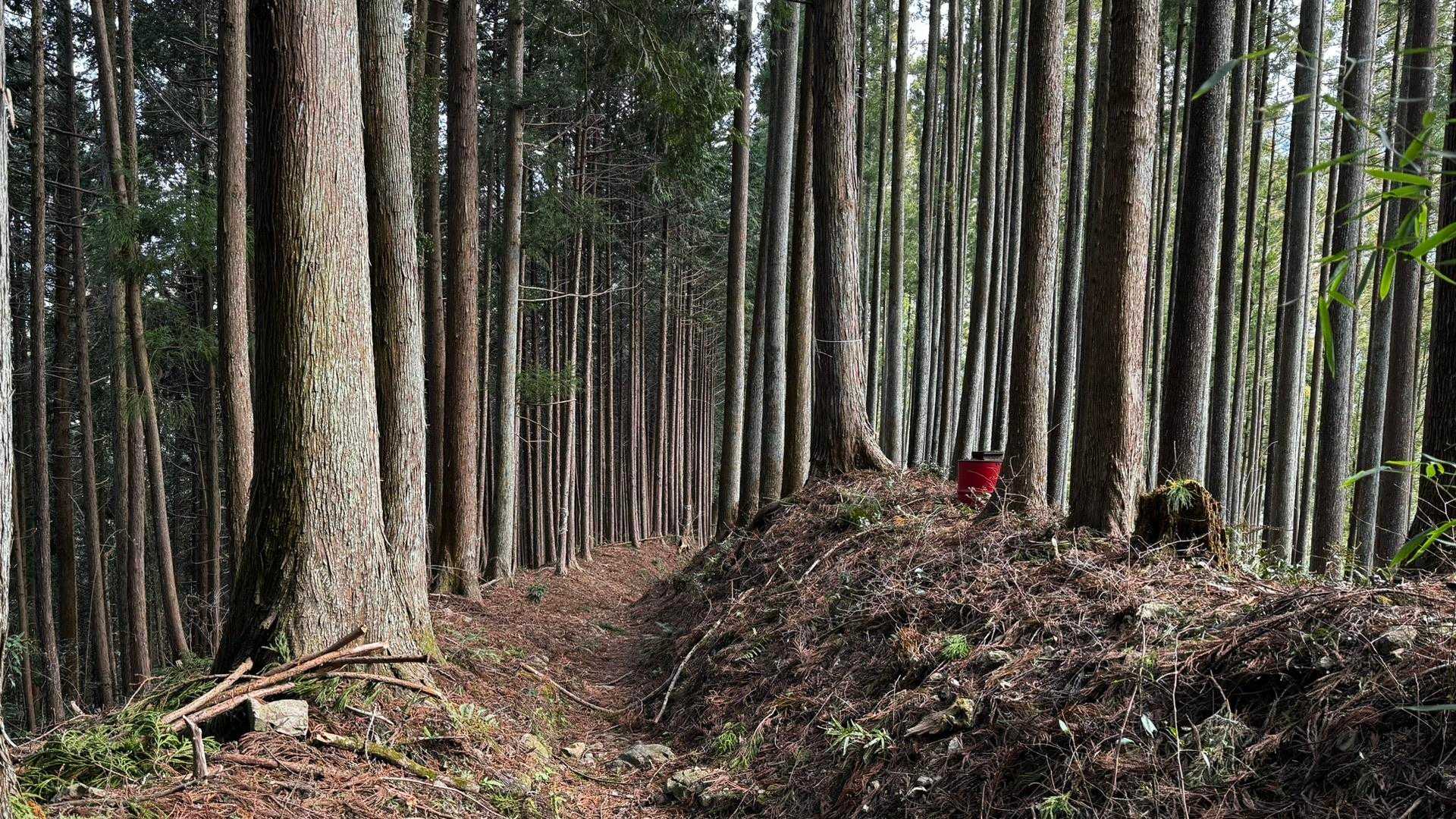 奥多摩、石尾根テン泊縦走（鴨沢〜七ツ石山〜鷹ノ巣山〜六ツ石山〜奥多摩駅） の写真 114