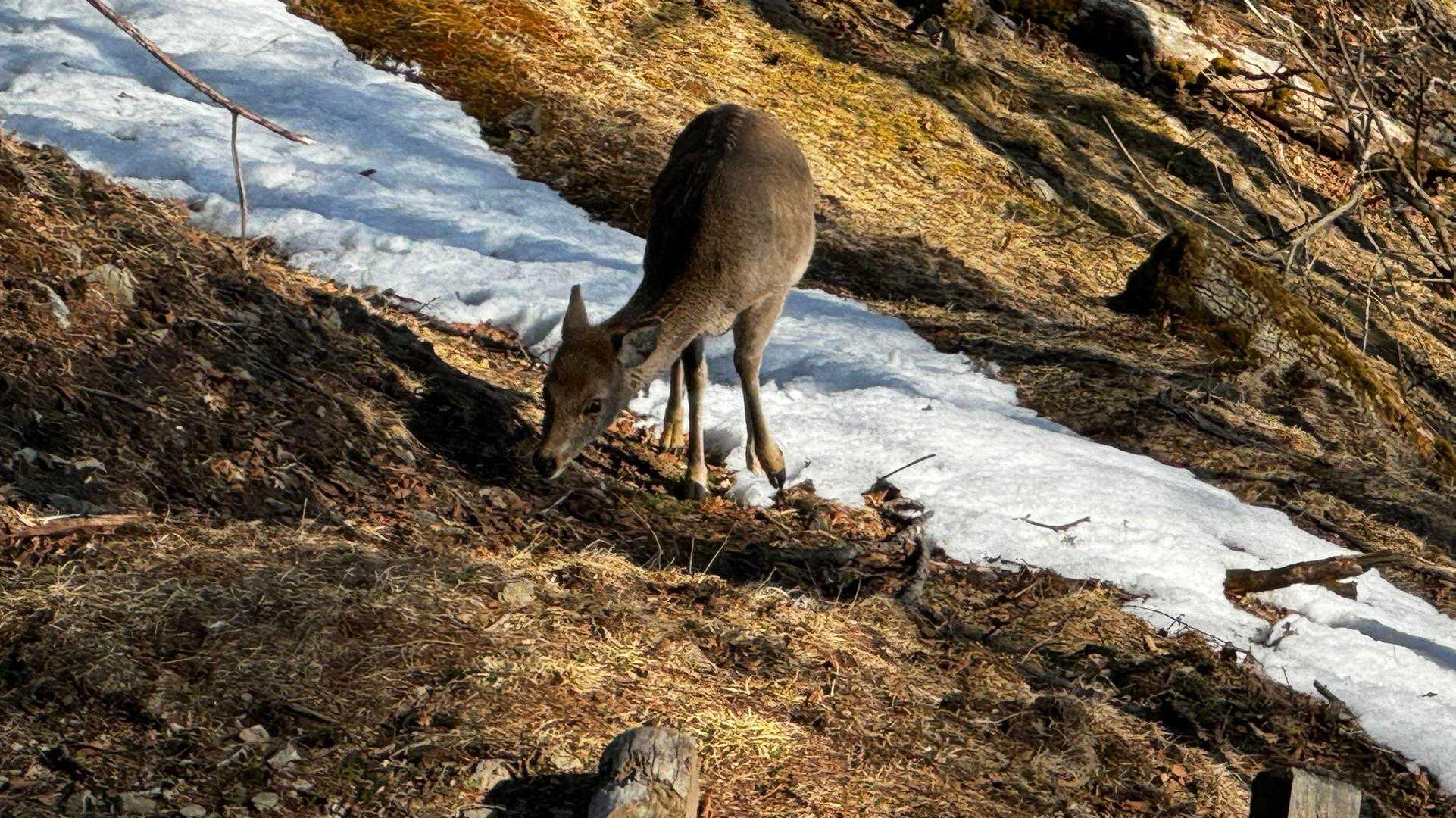奥多摩、石尾根テン泊縦走（鴨沢〜七ツ石山〜鷹ノ巣山〜六ツ石山〜奥多摩駅） の写真 35