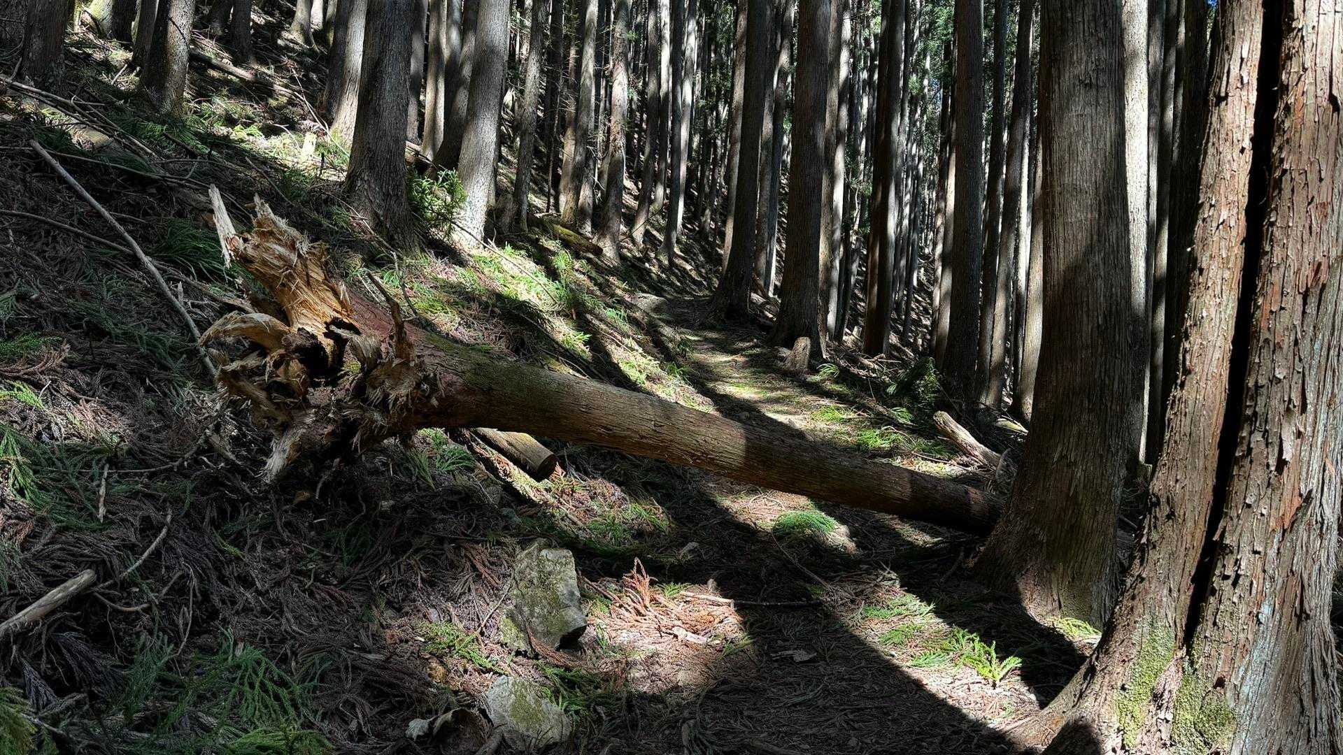 奥多摩、石尾根テン泊縦走（鴨沢〜七ツ石山〜鷹ノ巣山〜六ツ石山〜奥多摩駅） の写真 9