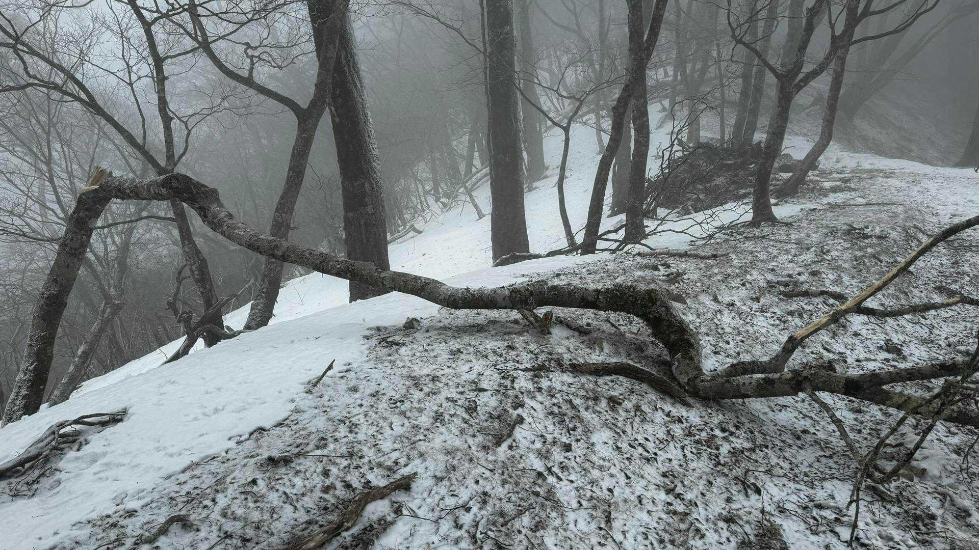 奥多摩、石尾根テン泊縦走（鴨沢〜七ツ石山〜鷹ノ巣山〜六ツ石山〜奥多摩駅） の写真 77