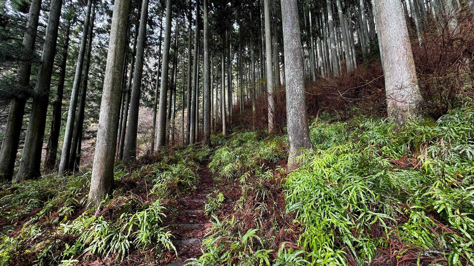 鍋割山・塔ノ岳・烏尾山縦走 の写真 4