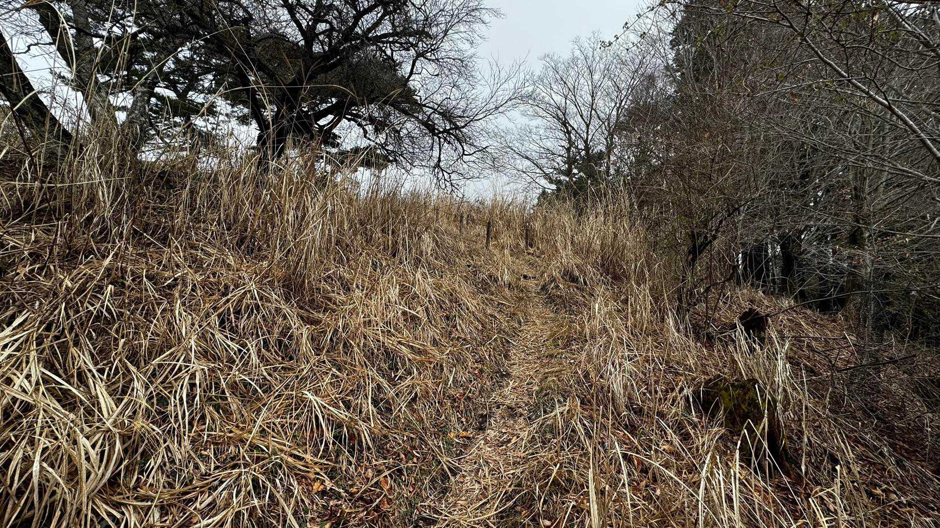 鍋割山・塔ノ岳・烏尾山縦走 の写真 6