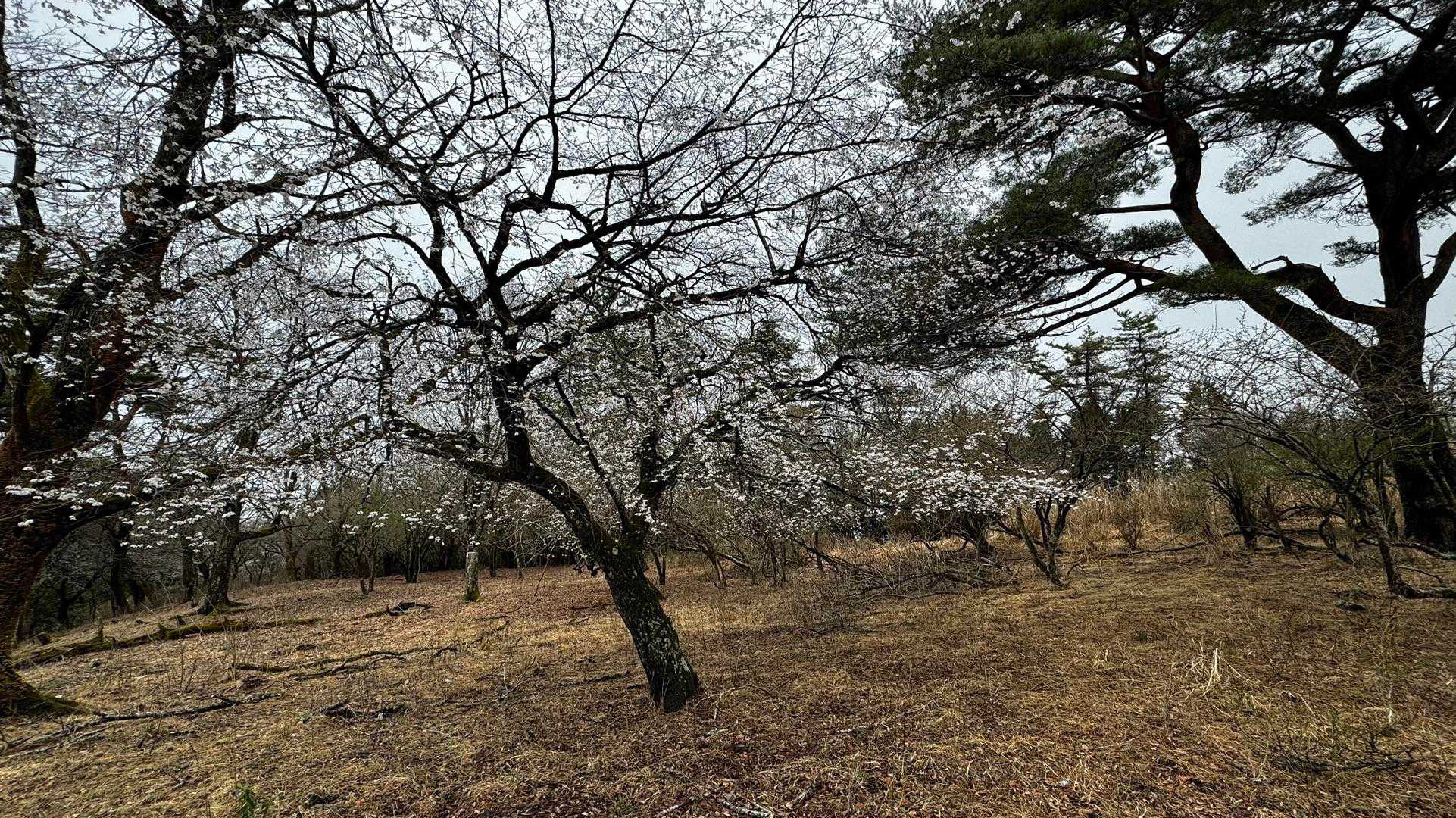 鍋割山・塔ノ岳・烏尾山縦走 の写真 7