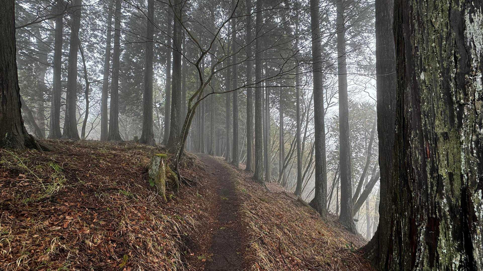 鍋割山・塔ノ岳・烏尾山縦走 の写真 9