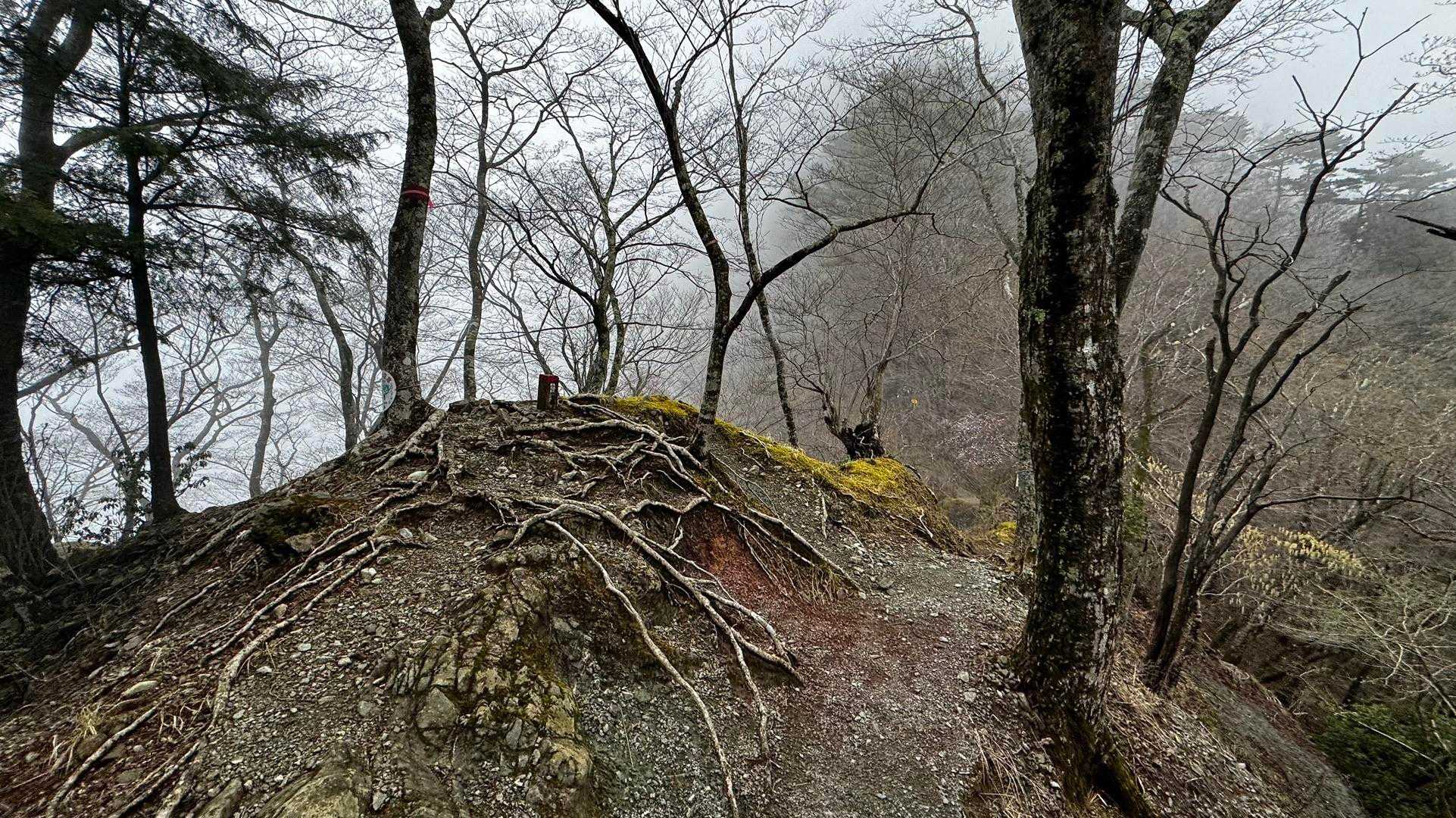 鍋割山・塔ノ岳・烏尾山縦走 の写真 15