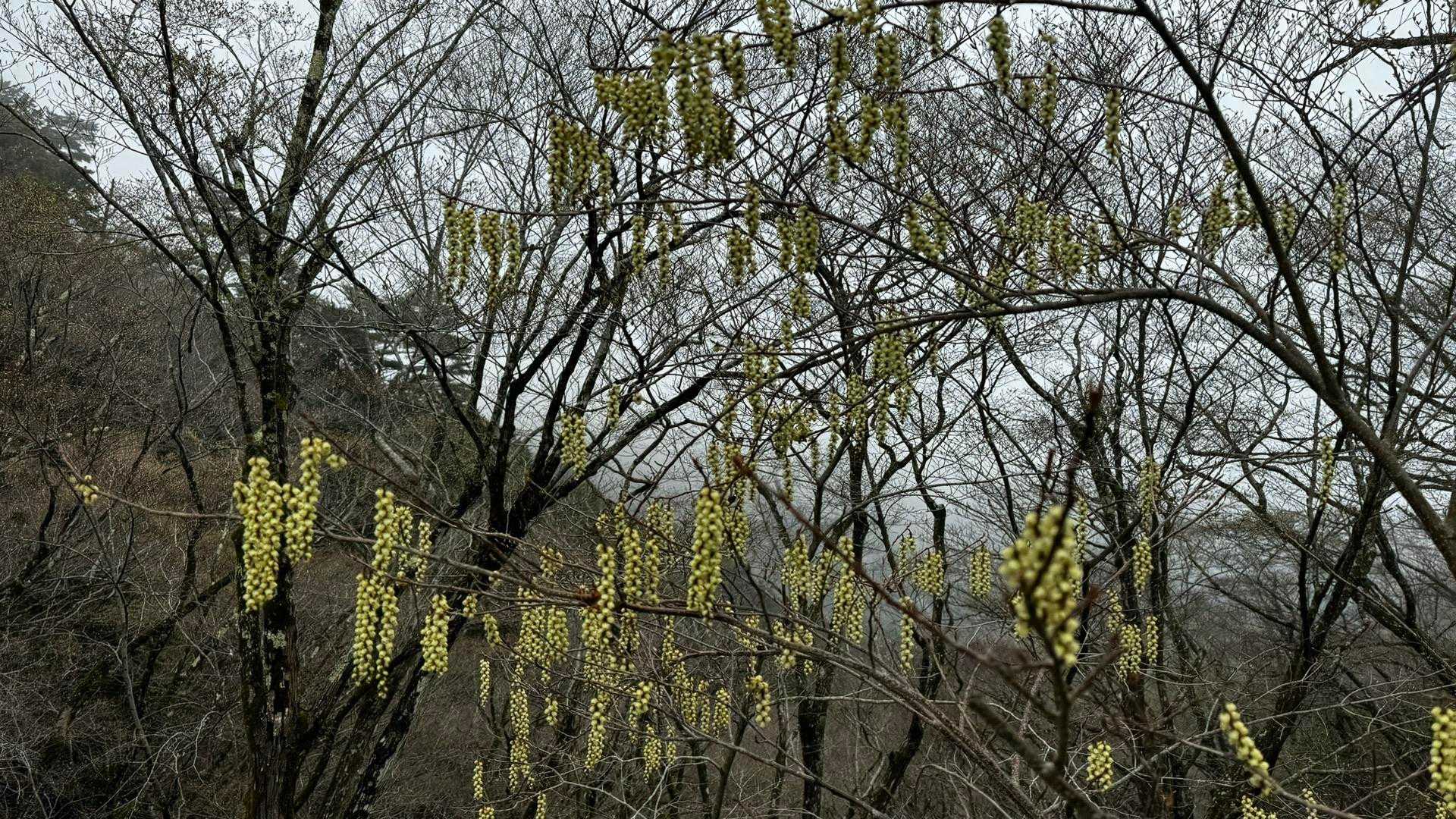 鍋割山・塔ノ岳・烏尾山縦走 の写真 17
