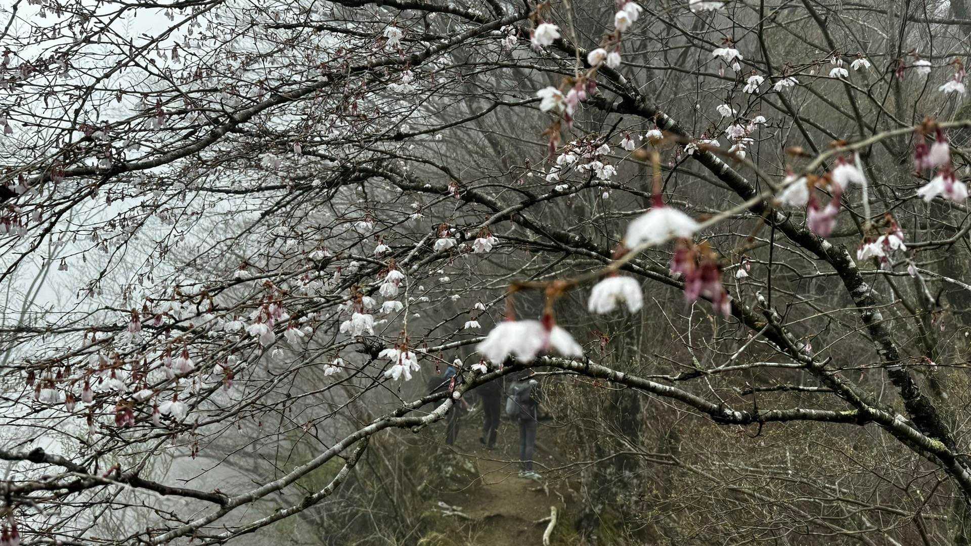鍋割山・塔ノ岳・烏尾山縦走 の写真 18